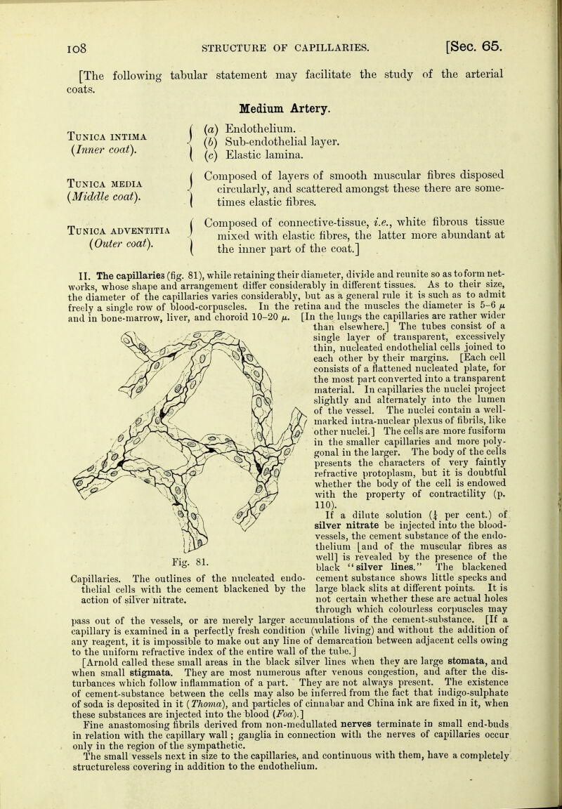 [The foUowin* coats. Tunica intima {Inner coat). Tunica media {Middle coat). Tunica adventitia {Outer coat). tabular statement may facilitate the study of the arterial Medium Artery. C (a) Endothelium. ^ (b) Sub-endothelial layer. ( (c) Elastic lamina. i Composed of layers of smooth muscular fibres disposed <J circularly, and scattered amongst these there are some- times elastic fibres. Composed of connective-tissue, mixed with elastic fibres, the the inner part of the coat.] i.e., white fibrous tissue latter more abundant at II. The capillaries (fig. 81), while retaining their diameter, divide and reunite so as to form net- works, whose shape and arrangement differ considerably in different tissues. As to their size, the diameter of the capillaries varies considerably, but as a general rule it is such as to admit freely a single row of blood-corpuscles. In the retina and the muscles the diameter is 5-6 fj. and in bone-marrow, liver, and choroid 10-20 /x. [In the lungs the capillaries are rather wider than elsewhere.] The tubes consist of a single layer of transparent, excessively thin, nucleated endothelial cells joined to each other by their margins. [Each cell consists of a flattened nucleated plate, for the most part converted into a transparent material. In capillaries the nuclei project slightly and alternately into the lumen of the vessel. The nuclei contain a well- marked intra-nuclear plexus of fibrils, like other nuclei.] The cells are more fusiform in the smaller capillaries and more poly- gonal in the larger. The body of the cells presents the characters of very faintly refractive protoplasm, but it is doubtful whether the body of the cell is endowed with the property of contractility (p. 110). If a dilute solution (4 per cent.) of silver nitrate be injected into the blood- vessels, the cement substance of the endo- thelium [and of the muscular fibres as well] is revealed by the presence of the black silver lines. The blackened cement substance shows little specks and large black slits at different points. It is not certain whether these are actual holes through which colourless corpuscles may pass out of the vessels, or are merely larger accumulations of the cement-substance. [If a capillary is examined in a perfectly fresh condition (while living) and without the addition of any reagent, it is impossible to make out any line of demarcation between adjacent cells owing to the uniform refractive index of the entire wall of the tube.] [Arnold called these small areas in the black silver lines when they are large stomata, and when small stigmata. They are most numerous after venous congestion, and after the dis- turbances which follow inflammation of a part. They are not always present. The existence of cement-substance between the cells may also be inferred from the fact that indigo-sulphate of soda is deposited in it {Thoma), and particles of cinnabar and China ink are fixed in it, when these substances are injected into the blood (i^oa).] Fine anastomosing fibrils derived from non-medullated nerves terminate in small end-buds in relation with the capillary wall; ganglia in connection with the nerves of capillaries occur only in the region of the sympathetic. The small vessels next in size to the capillaries, and continuous with them, have a completely structureless covering in addition to the endothelium. Capillaries. The outlines of the nucleated endo- thelial cells with the cement blackened by the action of silver nitrate.