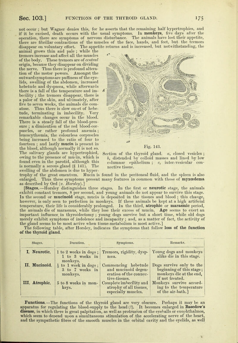 not occur ; but Wagner denies tliis, for he asserts that the remaining half hypertrophies, and if it be excised, deatli occurs with the usual symptoms. In monkeys, five days after the operation, there are symptoms of nervous disturbance. The aniinals have lost their appetite, there are fibrillar contractions of the muscles of the face, hands, and feet, but the tremors disappear on voluntary efibrt. The appetite returns and is increased, but notwithstanding, the animal grows thin and pale ; while the tremors inci-ease and afiect all the muscles of the body. These tremors are of central origin, because they disappear on dividing the nerve. Thus there is profound altera- tion of the motor powers. Amongst the outward symptoms are puffiness of the eye- lids, swelling of the abdomen, increased hebetude and dyspnoea, while afterwards there is a fall of the temperature and im- becility ; the tremors disappear, there is a palor of the skin, and ultimately, after five to seven weeks, the animals die com- atose. Thus there is slow onset of hebe- tude, terminating in imbecility. Very remarkable changes occur in the blood. There is a steady fall of the blood-pres- sure ; a diminution of the red blood-cor- puscles, or rather profound anaemia ; leucocythsemia, the colourless corpuscles being increased to the ratio of four to fourteen ; and lastly mucin is present in the blood, although noi-mally it is not so. The salivary glands are hypertrophied, owing to the presence of mucin, which is found even in the parotid, although this is normally a serous gland (§ 141). The swelling of the abdomen is due to hy^^er- trophy of the great omentum. Mucin is found in the peritoneal fluid, and the spleen is also enlarged. Thus these symptoms present many features in common with those of myxoedema as described by Ord {v. Horsley).] [Stages.—Horsley distinguishes three stages. In the first or neurotic stage, the animals exhibit constant tremors, 8 per second, and young animals do not appear to survive this stage. In the second or mucinoid stage, mucin is deposited in the tissues and blood ; this change, however, is only seen to perfection in monkeys. If these animals be kei)t at a high artificial temperature, their life is considerably prolonged. In the third, atrophic or marasmic period, the animals die of marasmus, while they lose their excess of mucin. Age seems to exert an important influence_ in thyroidectomy; young dogs survive but a short time, while old dogs merely exhibit symptoms of indolence and incapacity ; and, as a matter of fact, the activity of the gland seems to be most active wdien tissue-metabolism is most active.] The following table, after Horsley, indicates the symptoms that follow loss of the function of the thyroid gland. Fig. 143. Section of the thyroid gland, a, closed vesicles ; b, distended liy colloid masses and lined by low columnar epithelium ; c, inter-vesicular con- nective tissue. Stages. Duration. I. Neurotic. 1 to 2 weeks in dogs ; 1 to 3 weeks in monkeys. II. Mucinoid. J to 1 week in dogs ; 3 to 7 weeks in monkeys. III. Atrophic. 5 to 8 weeks in mon- keys. Symptoms. Tremors, rigidity, dysp- noea. Commencing hebetude and mucinoid degen- eration of the connec- tive-tissues. Complete imbecility and atrophy of all tissues, especially muscles. Young dogs and monkeys alike die in this sta^e. survive only to the beginning of this stage ; monkeys die at the end, if not treated. Monkeys survive accord- ing to the temperature of the air-bath. ] Functions.—The functions of the thyroid gland are very obscure. Perhaps it may be an apparatus for regulating the blood-supply to the head(?). It becomes enlarged in Basedow's (Üsease, in which there is great palpitation, as well as protrusion of the eyeballs or exophthalmos, which seem to depend upon a simultaneous stimulation of the accelerating nerve of the heart, and the sympathetic fibres of the smooth muscles in the orbital cavity and the eyelids, as well V