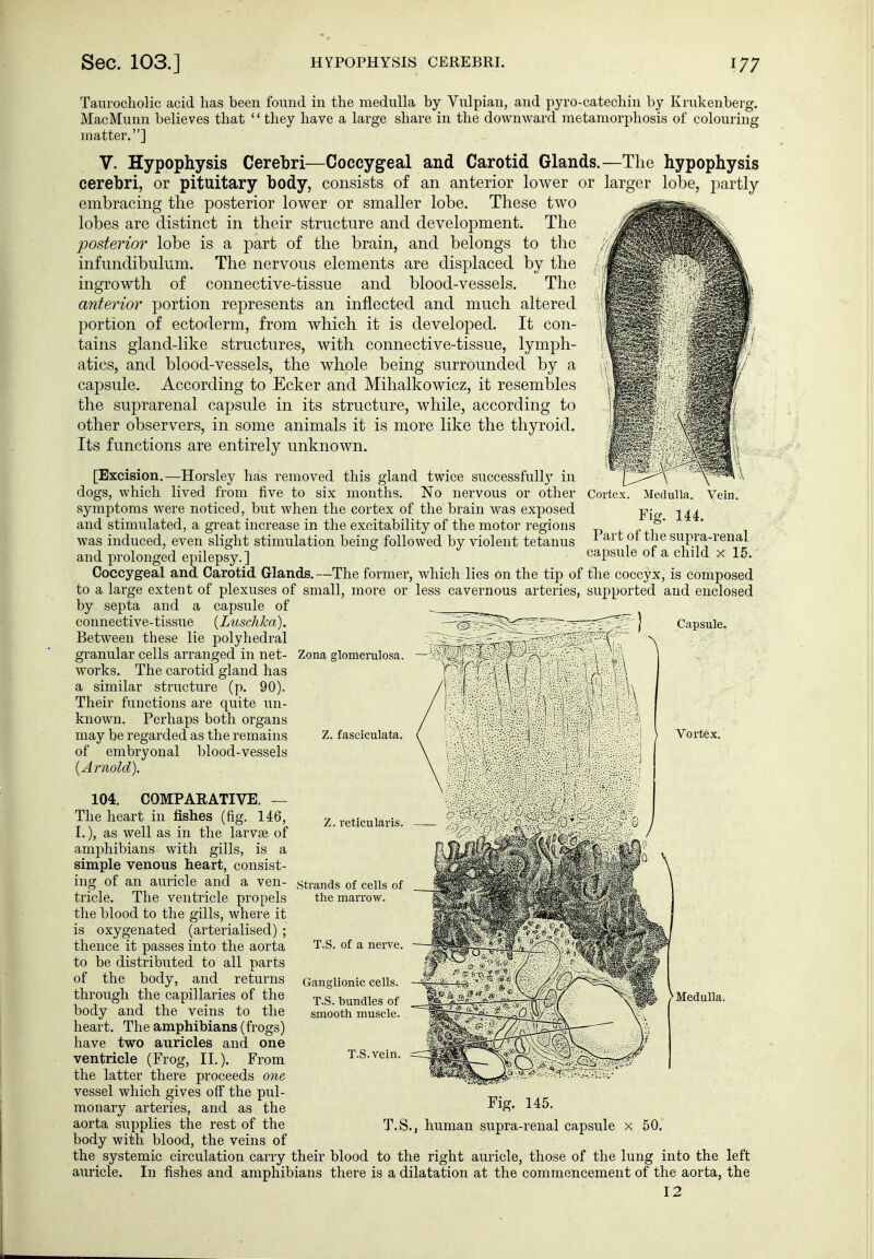 Taurocliolic acid has been found in the medulla by Vulpian, and pyro-catechin by Krukenberg. MacMunn believes that  they have a large share in the downward metamorphosis of colouring matter.] V. Hypophysis Cerebri—Coccygeal and Carotid Glands.—The hypophysis cerebri, or pituitary body, consists of an anterior lower or larger lobe, partly embracing the posterior lower or smaller lobe. These two lobes are distinct in their structure and development. The posterior lobe is a part of the brain, and belongs to the infundibulum. The nervous elements are displaced by the ingrowth of connective-tissue and blood-vessels. The anterior portion represents an inflected and much altered portion of ectoderm, from which it is developed. It con- tains gland-like structures, with connective-tissue, lymph- atics, and blood-vessels, the whole being surrounded by a capsule. According to Ecker and Mihalkowicz, it resembles the suprarenal capsule in its structure, while, according to other observers, in some animals it is more like the thyroid. Its functions are entirely unknown. [Excision,—Horsley has removed this gland twice siiccessfiillj' in dogs, which lived from five to six months. No nervous or other symptoms were noticed, but when the cortex of the brain was exposed and stimulated, a great increase in the excitability of the motor regions was induced, even slight stimulation being followed by violent tetanus and prolonged epilepsy. ] Coccygeal and Carotid Glands,—The former, which lies on the tip of the coccyx, is composed to a large extent of plexuses of small, more or less cavernous arteries, supported and enclosed by septa and a capsule of . Cortex. Medulla. Vein. Fig. 144. Part of the supra-renal capsule of a child x 15, connective-tissue {Ltischka). Between these lie polyhedral granular cells arranged in net- Zona glomeralosa. works. The carotid gland has a similar structure (p. 90). Their functions are quite un- known. Perhaps both organs may be regarded as the remains Z. fasciculata. of embryonal blood-vessels {Arnold). 104. COMPARATIVE. — The heart in fishes (fig. 146, I.), as well as in the larvae of amphibians with gills, is a simple venous heart, consist- ing of an auricle and a ven- tricle. The ventricle propels the blood to the gills, where it is oxygenated (arterialised) ; thence it passes into the aorta to be distributed to all parts of the body, and returns through the capillaries of the body and the veins to the heart. The amphibians (frogs) have two auricles and one ventricle (Frog, XL). From the latter there proceeds one vessel which gives off the pul- monary arteries, and as the aorta supplies the rest of the body with blood, the veins of Z. reticularis. Strands of cells of the marrow. T.S. of a nerve. Ganglionic cells. T.S. bundles of smooth muscle. Capsule. Vortex. ^ Medulla. T.S. Fig. 145. human supra-renal capsule 50. the systemic circulation carry their blood to the right auricle, those of the lung into the left auricle. In fishes and amphibians there is a dilatation at the commencement of the aorta, the 12