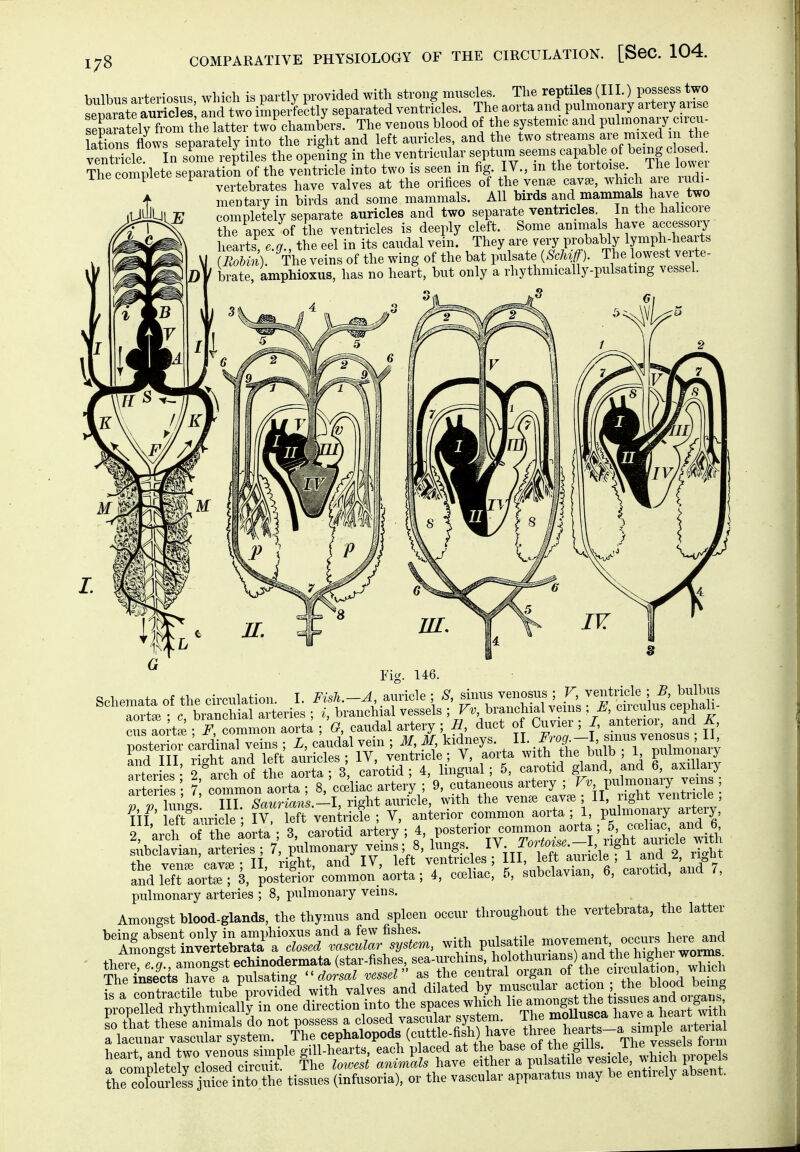COMPARATIVE PHYSIOLOGY OF THE CIRCULATION. [SeC. 104. hulbus arteriosus which is partly provided with strong muscles. The reptiles (IIL) possess two SiatraSe^ and two imperfectly separated ventricles. The aorta and puliironary artery arise seSely from the latter two^hambers.'^ The venous blood of the systemic and pulmonary circu- Sns flows separately into the right and left auricles and the two «Creams are mixed in the venScle. In some reptiles the opefiing in the ventricular septum seems capab e of ^^emg closed The complete separation of the ventricle into two is seen m fig IV., in the tortoise The lowei ^ ^ vertebrates have valves at the orifices of the vense caves, which aie ludi- m ntary in birds and some mammals. All birds and mammak have two completely separate auricles and two separate ventricles In the halicoie the apex of the ventricles is deeply cleft. Some animals have accessoiy hearts, e.g., the eel in its caudal vein. They are very P^bably lymph-heaits Z ). The veins of the wing of the bat pulsate The lowest verte- / brate, amphioxus, has no heart, but only a rhythmically-pulsating vessel. Fig. 146. Schemata of the circulation. I. Fish.-A, auricle ; ^S', sinus venosus ; V, ventricle ; B, bulbus aoi t^ c ra^chiS a ieries ; i, branchial vessels ; Fv, brancliial vems ; L\ circulus cephah- Ts ao^tS rrcommon aorta ; 'g, caudal arteiy - E duct o Cu^ier ; /, f^^ posterior cardinal veins ; L, caudal vem ; M M kidneys. II. .,^^7^r^;iw 3« and III, right and left auricles ; IV, ventncle ; V, aorta ^ t^i ^he bulb 1 f^^^^^^J arteries ' 2 arch of the aorta ; 3, carotid ; 4, lingual; 5, carotid gland, and b, axiijaiy arter es • 7 common aorta ; 8, coeliac artery ; 9, cutaneous artery ; pulmonary veins ; « riun/s' Ul Syrians -I, right auricle, with the ven^e cav^ ; II, right ventricle ; ^lll M?Licle' fr rVen riefe ; V, anterior common aorta; 1, pulmonary artery, 2 arch of the aorta - 3, carotid artery ; 4, posterior common aorta ; 5, ccBliac and 6 sAbdtiaii artÄ i^ilmonary veiil; 8, luiigs. }^'„^^^1^^^^^ tVip veinre cavai- II, right, and IV, left ventvioles; III, leit auncle , i ana and left aortJTs/pUefior^ommon^a^^^ 4, celiac, 5, subelav.an, 6, carotid, and /, pulmonary arteries ; 8, pnlmonary veins. Amongst blood-glands, the thymus and spleen ocom- throughout the vertehrata, the latter 'ÄflntÖa^rÄ^^^^^ thwe ° f amongst ecUnodermata (star-fishes, sea-urchms, holothurians) and the higher woms TheÄ have^a pulsating  d,^ml as the eentral o'«^ »^„^«X' tlood te^^^^^^ -pÄÄrr^^^^ drÄstr^Te1ÄÄv^^^^^ ?he o7oÄ jiüee into ?he tissues (infusoria), or the vaseular apparatus may be entirely absent.