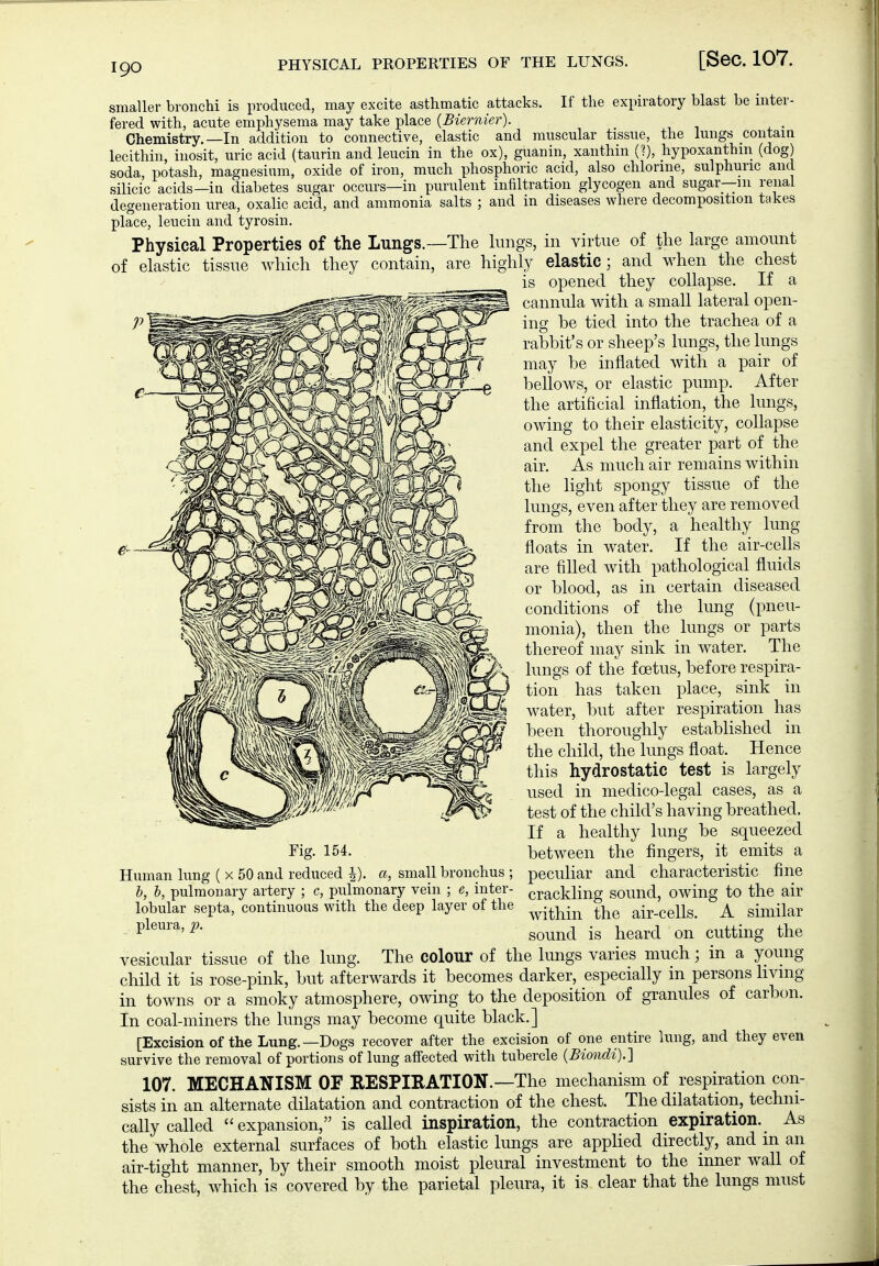 smaller bronchi is produced, may excite asthmatic attacks. If the expiratory blast be inter- fered with, acute emphysema may take place {Biernier). Chemistry.—In addition to connective, elastic and muscular tissue, the lungs contam lecithin, inosit, uric acid (taurin and leucin in the ox), guanin, xanthin (?), liypoxanthm_ (dog) soda, potash, magnesium, oxide of iron, much phosphoric acid, also chlorme, sulphuric and silicic acids—in diabetes sugar occurs—in purulent infiltration glycogen and sugar—in renal degeneration urea, oxalic acid, and ammonia salts ; and in diseases where decomposition takes place, leucin and tyrosin. Physical Properties of the Lungs.—The limgs, in virtue of the large amount of elastic tissue which they contain, are highly elastic ; and when the chest is opened they collapse. If a cannula with a small lateral open- ing be tied into the trachea of a rabbit's or sheep's lungs, the lungs may be inflated with a pair of bellows, or elastic pump. After the artificial inflation, the lungs, owing to their elasticity, collapse and expel the greater part of the air. As much air remains within the light spongy tissue of the lungs, even after they are removed from the body, a healthy lung floats in water. If the air-cells are filled with pathological fluids or blood, as in certain diseased conditions of the lung (pneu- monia), then the lungs or parts thereof may sink in water. The lungs of the foetus, before respira- tion has taken place, sink in water, but after respiration has been thoroughly established in the child, the lungs float. Hence this hydrostatic test is largely used in medico-legal cases, as a test of the child's having breathed. If a healthy lung be squeezed between the fingers, it emits a peculiar and characteristic fine crackling sound, owing to the air within the air-cells. A similar sound is heard on cutting the The colour of the lungs varies much; in a young Fig. 154. Human lung ( x 50 and reduced i). a, small bronchus ; l, h, pulmonary artery ; c, pulmonary vein ; e, inter- lobular septa, continuous with the deep layer of the pleura, p. vesicular tissue of the lung. _ child it is rose-pink, but afterwards it becomes darker, especially in persons hvmg in towns or a smoky atmosphere, owing to the deposition of granules of carbon. In coal-miners the lungs may become quite black.] [Excisionof the Lung.—Dogs recover after the excision of one entire lung, and they even survive the removal of portions of lung affected with tubercle {Biondi).] 107. MECHANISM OF RESPIRATION.—The mechanism of respiration con- sists in an alternate dilatation and contraction of the chest. The dilatation, techni- cally called expansion, is called inspiration, the contraction expiration._ As the whole external surfaces of both elastic lungs are appHed directly, and m an air-tight manner, by their smooth moist pleural investment to the inner wall of the chest, which is covered by the parietal pleura, it is clear that the lungs must