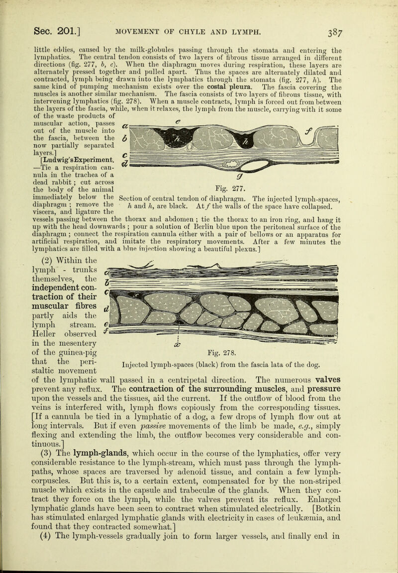 Fig. 277. Section of central tendon of diaphragm. The injected lymph-spaces, h and h, are black. At/ the walls of the space have collapsed little eddies, caused by the milk-globules passing through the stomata and enteriiag the lymphatics. The central tendon consists of two layers of fibrous tissue arranged in different directions (fig. 277, &, c). When the diaphragm moves during respiration, these layers are alternately pressed together and pulled apart. Thus the spaces are alternately dilated and contracted, lymph being drawn into the lymphatics through tlie stomata (fig. 277, li). The same kind of pumping mechanism exists over the costal pleura. The fascia covering the muscles is another similar mechanism. The fascia consists of two layers of fibrous tissue, with intervening lymphatics (fig. 278). When a muscle contracts, lymph is forced out from between the layers of the fascia, while, when it relaxes, the lymph from the muscle, carrying with it some of the waste products of muscular action, passes out of the muscle into the fascia, between the now partially separated laj^ers.] [Lud wig's Experiment. —Tie a respiration can- nula in the trachea of a dead rabbit ; cut across the body of the animal immediately below the diaphragm ; remove the viscera, and ligature the vessels passing between the thorax and abdomen ; tie the thorax to an iron ring, and hang it up with the head downwards ; pour a solution of Berlin blue upon the peritoneal surface of the diaphragm ; connect the respiration cannula either with a pair of bellows or an apparatus for artificial respiration, and imitate the respiratory movements. After a few minutes the lymphatics are filled with a blue injection showing a beautiful plexus.] (2) Within the lymph' - trunks themselves, the independent con- traction of their muscular fibres partly aids the lymph stream. Heller observed in the mesentery of the guinea-pig that the peri- staltic movement of the lymphatic wall passed in a centripetal direction. The numerous valves prevent any reflux. The contraction of the surrounding muscles, and pressure upon the vessels and the tissues, aid the current. If the outflow of blood from the veins is interfered with, lymph flows copiously from the corresponding tissues. [If a cannula be tied in a lymphatic of a dog, a few drops of lymph flow out at long intervals. But if even passive movements of the limb be made, e.g., simply flexing and extending the limb, the outflow becomes very considerable and con- tinuous.] (3) The lymph-glands, which occur in the course of the lymphatics, offer very considerable resistance to the lymph-stream, which must pass through the lymph- paths, whose spaces are traversed by adenoid tissue, and contain a few lymph- corpuscles. But this is, to a certain extent, compensated for by the non-striped muscle which exists in the capsule and trabeculse of the glands. When they con- tract they force on the lymph, while the valves prevent its reflux. Enlarged lymphatic glands have been seen to contract when stimulated electrically. [Botkin has stimulated enlarged lymphatic glands with electricity in cases of leuksemia, and found that they contracted somewhat,] (4) The lymph-vessels gradually join to form larger vessels, and finally end in Fig. 27i Injected lymph-spaces (black) from the fascia lata of the dog.