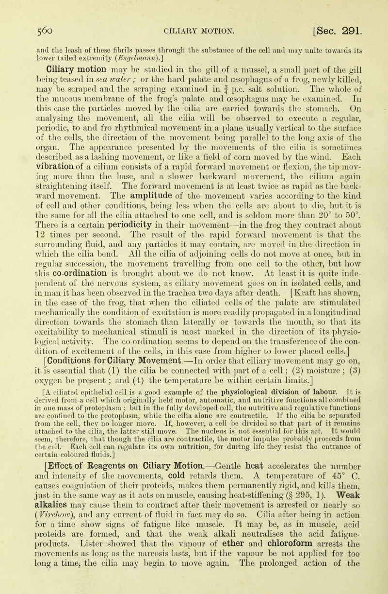 and the leash of these fibrils passes through the substance of the cell and may unite towards its lower tailed extremity (Engelmann).] Ciliary motion may be studied in the gill of a mussel, a small part of the gill being teased in sea toater ; or the hard palate and oesophagus of a frog, newly killed, may be scraped and the scraping examined in f p.c. salt solution. The whole of the mucous membrane of the frog's palate and oesophagus may be examined. In this case the particles moved by the cilia are carried towards the stomach. On analysing the movement, all the cilia will be observed to execute a regular, periodic, to and fro rhythmical movement in a plane usually vertical to the surface of the cells, the direction of the movement being parallel to the long axis of the organ. The appearance presented by the movements of the cilia is sometimes described as a lashing movement, or like a field of corn moved by the wind. Each vibration of a cilium consists of a rapid forward movement or flexion, the tip mov- ing more than the base, and a slower backward movement, the cilium again straightening itself. The forward movement is at least twice as rapid as the back- ward movement. The amplitude of the movement varies according to the kind of cell and other conditions, being less when the cells are about to die, but it is the same for all the cilia attached to one cell, and is seldom more than 20° to 50°. There is a certain periodicity in their movement—in the frog they contract about 12 times per second. The result of the rapid forward movement is that the surrounding fluid, and any particles it may contain, are moved in the direction in which the cilia bend. All the cilia of adjoining cells do not move at once, but in regular succession, the movement travelling from one cell to the other, but how this co-ordination is brought about Ave do not know. At least it is quite inde- pendent of the nervous system, as ciliary movement goes on in isolated cells, and in man it has been observed in the trachea two days after death. [Kraft has shown, in the case of the frog, that when the ciliated cells of the palate are stimulated mechanically the condition of excitation is more readily propagated in a longitudinal direction towards the stomach than laterally or towards the mouth, so that its excitability to mechanical stimuli is most marked in the direction of its physio- logical activity. The co-ordination seems to depend on the transference of the con- dition of excitement of the cells, in this case from higher to lower placed cells.] [Conditions for Ciliary Movement.—In order that ciliary movement may go on, it is essential that (1) the cilia be connected with part of a cell; (2) moisture; (3) oxygen be present; and (4) the temperature be within certain limits.] [A ciliated epithelial cell is a good example of the physiological division of labour. It is derived from a cell which originally held motor, automatic, and nutritive functions all combined in one mass of protoplasm ; but in the fully developed cell, the nutritive and regulative functions are confined to the protoplasm, while the cilia alone are contractile. If the cilia be separated from the cell, they no longer move. If, however, a cell be divided so that part of it remains attached to the cilia, the latter still move. The nucleus is not essential for this act. It would seem, therefore, that though the cilia are contractile, the motor impulse probably proceeds from the cell. Each cell can regulate its own nutrition, for during life they resist the entrance of certain coloured fluids.] [Effect of Reagents on Ciliary Motion.—Gentle heat accelerates the number and intensity of the movements, cold retards them. A temperature of 45° C. causes coagulation of their proteids, makes them permanently rigid, and kills them, just in the same way as it acts on muscle, causing heat-stiffening (§ 295, 1). Weak alkalies may cause them to contract after their movement is arrested or nearly so ( Virchow), and any current of fluid in fact may do so. Cilia after being in action for a time show signs of fatigue like muscle. It may be, as in muscle, acid proteids are formed, and that the weak alkali neutralises the acid fatigue- products. Lister showed that the vapour of ether and chloroform arrests the movements as long as the narcosis lasts, but if the vapour be not applied for too long a time, the cilia may begin to move again. The prolonged action of the