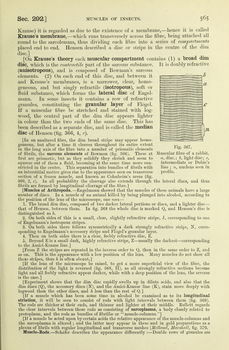 ■ ■.bb an 9SB [ ',1 :1 »I llr; in ■ r 71 Krause) it is regarded as due to the existence of a membrane,—hence it is called Krause's membrane,—which runs transversely across the fibre, being attached all round to the sarcolemma, thus dividing each fibre into a series of compartments, placed end to end. Hensen described a disc or stripe in the centre of the dim disc] [On Krause's theory each muscular compartment contains (1) a broad dim disc, which is the contractile part of the sarcous substance. It is doubly refractive (anisotropous), and is composed of Bowman's sarcous elements. (2) On each end of this disc, and between it r-™ ^mg^*£JLi*i.Z> and Krause's membranes, is a narrower, clear, homo- geneous, and but singly refractile (isotropous), soft or fluid substance, which forms the lateral disc of Engel- mann. In some insects it contains a row of refractive granules, constituting the granular layer of Flogel. IS^^^^SIS^ If a muscular fibre be stretched and stained with log- wood, the central part of the dim disc appears lighter in colour than the two ends of the same disc. This has been described as a separate disc, and is called the median disc of Hensen (fig. 366, 4, c). [In an unaltered fibre, the dim broad stripe may appear homo- i .'!m! ' jl r ü H geneous, but after a time it cleaves throughout its entire extent f in the long axis of the fibre into a number of prismatic elements l& of fibrils, the sarcous elements of Bowman (fig. 366). These at Muscular fibre of a rabbit, first are prismatic, but as they solidify they shrink and seem to a, disc; b, light disc; c, squeeze out of them a fluid, becoming at the same time more con- intermediate or Dobie's stricted in the centre. This separation into bundles of fibrils with line ; n, nucleus seen in an interstitial matter gives rise to the appearance seen on transverse profile, section of a frozen muscle, and known as Cohnheim's areas (fig. 366, 2, c). In all probability the cleavage also extends through the lateral discs, and thus fibrils are formed by longitudinal cleavage of the fibre.] [Muscles of ArthropocLa.—Engelmann showed that the muscles of these animals have a large number of discs. In a muscle of an animal killed by being plunged into alcohol, according to the position of the lens of the microscope, one sees— 1. The broad dim disc, composed of two darker lateral portions or discs, and a lighter disc— that of Hensen, between them. In fig. 368 the whole disc is marked Q, and Hensen's disc is distinguished as h. 2. On both sides of this is a small, clear, slightly refractive stripe, J, corresponding to one of Engelniann's isotropous stripes. 3. On both sides there follows symmetrically a dark strongly refractive stripe, N, corre- sponding to Engelniann's accessory stripe and Flögel's granular layer. 4. Then on both sides there is a clear, feebly refractive disc, E. 5. Beyond E is a small dark, highly refractive stripe, Z—usually the darkest—corresponding to the Amici-Krause line.] [From Z the stripes are repeated in the inverse order to Q, then in the same order to Z, and so on. This is the appearance with a low position of the lens. Many muscles do not show all these stiipes, thus h is often absent.] [If the lens of the microscope be raised, to get a more superficial view of the fibre, the distribution of the light is reversed (fig. 368, II), as all strongly refractive sections become light and all feebly refractive appear darker, while with a deep position of the lens, the reverse is the case.] [Experiment shows that the dim disc rapidly swells up in dilute acids, and also that the dim discs (Q), the accessory discs (N), and the Amici-Krause line (K), stain more deeply with logwood than the other discs, and h less than the rest of Q.] [If a muscle which has been some time in alcohol be examined as to its longitudinal striation, it will be seen to consist of rods with light intervals between them (fig. 369). The rods are thicker at their ends, and thinner and lighter at their middle. Rollett regards the clear intervals between these rods as consisting of sarcoplasma, a body closely related to protoplasm, and the rods as bundles of fibrillin or muscle-columns.] [If a muscle be acted upon by certain acids the relative appearance of the muscle-columns and the sarcoplasma is altered ; and the latter may appear in these and in gold preparations as a plexus of fibrils with regular longitudinal and transverse meshes (Heiland, Marshall, fig. 370. Muscle-Rods.—Schäfer describes the appearance differently :—Double rows of granules are