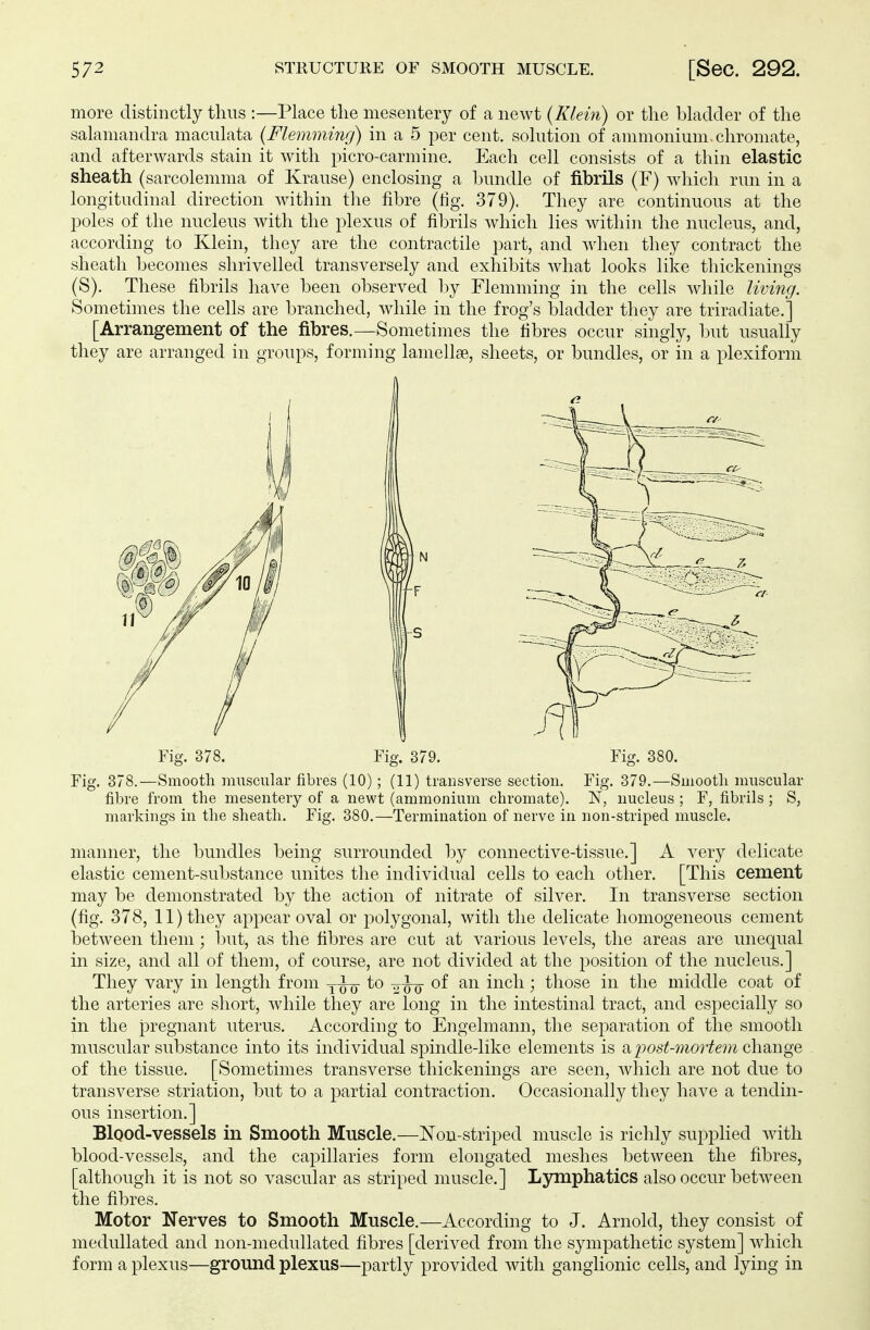 more distinctly thus :—Place the mesentery of a newt (Klein) or the bladder of the salamandra maculata (Flemming) in a 5 per cent, solution of ammonium. Chromate, and afterwards stain it with picro-carmine. Each cell consists of a thin elastic sheath (sarcolemma of Krause) enclosing a bundle of fibrils (F) which run in a longitudinal direction within the fibre (rig. 379), They are continuous at the poles of the nucleus with the plexus of fibrils which lies within the nucleus, and, according to Klein, they are the contractile part, and when they contract the sheath becomes shrivelled transversely and exhibits what looks like thickenings (S). These fibrils have been observed by Flemming in the cells while living. Sometimes the cells are branched, while in the frog's bladder they are triradiate.] [Arrangement of the fibres.—Sometimes the fibres occur singly, but usually they are arranged in groups, forming lamellae, sheets, or bundles, or in a plexiform u il M J/ i/ Fig. 378. Fig. 379. Fig. 380. Fig. 378.—Smooth muscular fibres (10); (11) transverse section. Fig. 379.—Smooth muscular fibre from the mesentery of a newt (ammonium Chromate). N, nucleus ; F, fibrils ; S, markings in the sheath. Fig. 380.—Termination of nerve in non-striped muscle. manner, the bundles being surrounded by connective-tissue.] A very delicate elastic cement-substance unites the individual cells to each other. [This cement may be demonstrated by the action of nitrate of silver. In transverse section (fig. 378, 11) they appear oval or polygonal, with the delicate homogeneous cement between them; but, as the fibres are cut at various levels, the areas are unequal in size, and all of them, of course, are not divided at the position of the nucleus.] They vary in length from T^ to ^tu °^ an mcn > those in the middle coat of the arteries are short, while they are long in the intestinal tract, and especially so in the pregnant uterus. According to Engelmann, the separation of the smooth muscular substance into its individual spindle-like elements is a post-mortem change of the tissue. [Sometimes transverse thickenings are seen, which are not due to transverse striation, but to a partial contraction. Occasionally they have a tendin- ous insertion.] Blood-vessels in Smooth Muscle.—Non-striped muscle is richly supplied with blood-vessels, and the capillaries form elongated meshes between the fibres, [although it is not so vascular as striped muscle,] Lymphatics also occur between the fibres. Motor Nerves to Smooth Muscle.—According to J. Arnold, they consist of medullated and non-medullated fibres [derived from the sympathetic system] which form a plexus—ground plexus—partly provided with ganglionic cells, and lying in