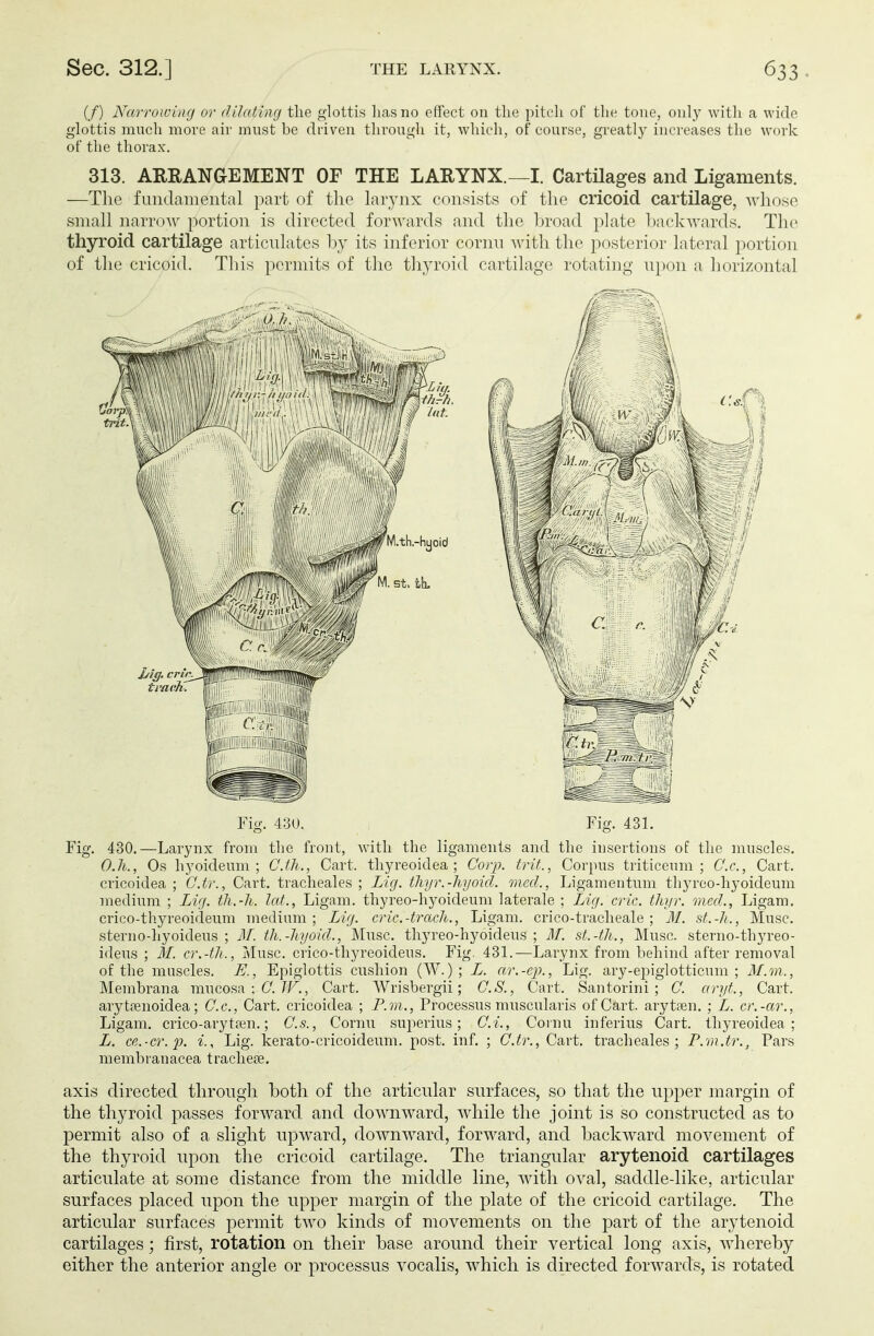 (/) Narrowing or dilating the glottis lias no effect on the pitch of the tone, only with a wide glottis much more air must be driven through it, which, of course, greatly increases the work of the thorax. 313. ARRANGEMENT OF THE LARYNX.—I. Cartilages and Ligaments. —The fundamental part of the larynx consists of the cricoid cartilage, whoso small narrow portion is directed forwards and the broad plate backwards. The thyroid cartilage articulates by its inferior cornu with the posterior lateral portion of the cricoid. This permits of the thyroid cartilage rotating upon a horizontal Fig. 430. Fig. 431. Fig. 430.—Larynx from the front, with the ligaments and the insertions of the muscles. D.h., Os hyoideum ; C.th., Cart, thyreoidea ; Corp. tri/,., Corpus triticeum ; O.e., Cart, cricoidea ; G.tr., Cart, tracheales ; Lig. thyr.-hyoid. med., Ligamentum thyreodiyoideum medium ; Lig. th.-h. lot., Ligam. thyreo-hyoideum laterale ; Lig. eric. thyr. med., Ligam. crico-thyreoideum medium ; Lig. cric.-trach., Ligam. crico-tracheale ; M. st.-h., Muse, sternodiyoideus ; M. th.-hyoid., Muse, thyreodiyoideus ; M. st.-th., Muse, sterno-thyreo- ideus ; M. cr.-th., Muse, crico-thyreoideus. Fig. 431.—Larynx from behind after removal of the muscles. E., Epiglottis cushion (W.); L. ar.-ep., Lig. ary-epiglotticum ; M.m., Membrana mucosa : C. TV., Cart. Wrisbergii; CS., Cart. Santorini ; C. aryt., Cart, ary tfenoidea; Cc, Cart, cricoidea ; P.m., Processus muscularis of Cart, arytaen. ; L. cr.-ar., Ligam. crico-arytam.; Cs., Cornu superius; d.i., Cornu inferius Cart, thyreoidea; L. ce.-cr.p. i., Lig. kerato-cricoideum. post. inf. ; G.tr., Cart, tracheales; P.vi.tr., Pars membranacea trachese. axis directed through both of the articular surfaces, so that the upper margin of the thyroid passes forward and downward, while the joint is so constructed as to permit also of a slight upward, downward, forward, and backward movement of the thyroid upon the cricoid cartilage. The triangular arytenoid cartilages articulate at some distance from the middle line, with oval, saddle-like, articular surfaces placed upon the upper margin of the plate of the cricoid cartilage. The articular surfaces permit two kinds of movements on the part of the arytenoid cartilages; first, rotation on their base around their vertical long axis, whereby either the anterior angle or processus vocalis, which is directed forwards, is rotated