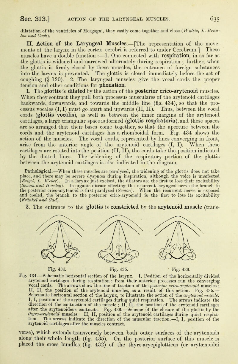 dilatation of the ventricles of Morgagni, they easily come together and close ( Wyllie, L. Brun- ton and Cash). II. Action of the Laryngeal Muscles.—[The representation of the move- ments of the larynx in the cortex cerebri is referred to under Cerebrum.] These muscles have a double function :—1. One connected with respiration, in as far as the glottis is widened and narrowed alternately during respiration ; further, when the glottis is firmly closed by these muscles, the entrance of foreign substances into the larynx is prevented. The glottis is closed immediately before the act of coughing (§ 120). 2. The laryngeal muscles give the vocal cords the proper tension and other conditions for phonation. 1. The glottis is dilated by the action of the posterior crico-arytenoid muscles. When they contract they pull both processus musculares of the arytenoid cartilages backwards, downwards, and towards the middle line (fig. 434), so that the pro- cessus vocales (I, I) must go apart and upwards (II, II). Thus, between the vocal cords (glottis vocalis), as well as between the inner margins of the arytenoid cartilages, a large triangular space is formed (glottis respiratoria), and these spaces are so arranged that their bases come together, so that the aperture between the cords and the arytenoid cartilages has a rhomboidal form. Fig. 434 shows the action of the muscles. The vocal cords, represented by lines converging in front, arise from the anterior angle of the arytenoid cartilages (I, I). When these •cartilages are rotated into the position (II, II), the cords take the position indicated by the dotted lines. The widening of the respiratory portion of the glottis between the arytenoid cartilages is also indicated in the diagram. Pathological.—When these muscles are paralysed, the widening of the glottis does not take place, and there may be severe dyspnoea during inspiration, although the voice is unaffected (Reigel, L. Weber). In a larynx just excised, the dilators are the first to lose their excitability (Semon and Horsley). In organic disease affecting the recurrent laryngeal nerve the branch to the posterior crico-arytenoid is first paralysed (Semon). When the recurrent nerve is exposed and cooled, the branch to the posterior crico-arytenoid is the first to lose its excitability {Frankel and Gad). 2. The entrance to the glottis is constricted by the arytenoid muscle (trans- Fig. 434. Fig. 435. ' Fig. 436. Fig. 434.—Schematic horizontal section of the larynx. I, Position of the horizontally divided arytenoid cartilages during respiration ; from their anterior processes run the converging vocal cords. The arrows show the line of traction of the posterior crico-arytenoid muscles ; II, II, the position of the arytenoid muscles, as a result of this action. Fig. 435.— Schematic horizontal section of the larynx, to illustrate the action of the arytenoid muscle. I, I, position of the arytenoid cartilages during quiet respiration. The arrows indicate the direction of the contraction of the muscle ; II, II, the position of the arytenoid cartilages after the arytasnoideus contracts. Fig. 436.—Scheme of the closure of the glottis by the thyro-arytenoid muscles. II, II, position of the arytenoid cartilages during quiet respira- tion. The arrows indicate the direction of the muscular traction.—I, I, position of the arytenoid cartilages after the muscles contract. verse), which extends transversely between both outer surfaces of the arytenoids along their whole length (fig. 435). On the posterior surface of this muscle is placed the cross bundles (fig. 432) of the thyro-aryepiglotticus (or arytsenoidei