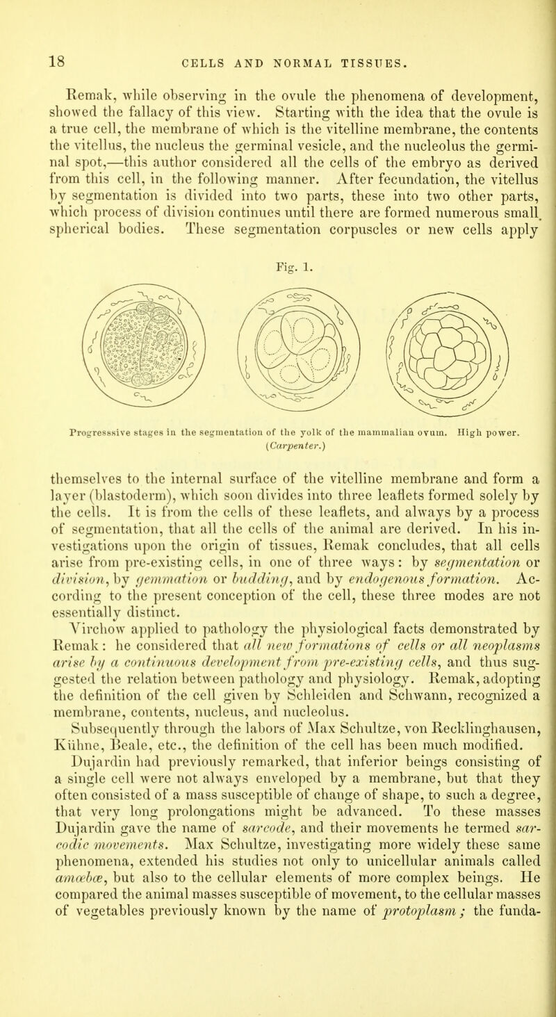 Remak, while observing in the ovule the phenomena of development, showed the fallacy of this view. Starting with the idea that the ovule is a true cell, the membrane of which is the vitelline membrane, the contents the vitellus, the nucleus the germinal vesicle, and the nucleolus the germi- nal spot,—this author considered all the cells of the embryo as derived from this cell, in the following manner. After fecundation, the vitellus by segmentation is divided into two parts, these into two other parts, which process of division continues until there are formed numerous small, spherical bodies. These segmentation corpuscles or new cells apply Fig. 1. Progresssive stages in the segmentation of the yolk of the mammalian ovum. High power. (Carpenter-.) themselves to the internal surface of the vitelline membrane and form a layer (blastoderm), which soon divides into three leaflets formed solely by the cells. It is from the cells of these leaflets, and always by a process of segmentation, that all the cells of the animal are derived. In his in- vestigations upon the origin of tissues, Remak concludes, that all cells arise from pre-existing cells, in one of three ways: by segmentation or division, by gemmation or budding, and by endogenous formation. Ac- cording to the present conception of the cell, these three modes are not essentially distinct. Yirchow applied to pathology the physiological facts demonstrated by Remak: he considered that all new formations of cells or all neoplasms arise by a continuous development from pre-existing cells, and thus sug- gested the relation between pathology and physiology. Remak, adopting the definition of the cell given by Schleiden and Schwann, recognized a membrane, contents, nucleus, and nucleolus. Subsequently through the labors of Max Schultze, von Recklinghausen, Kvihne, Beale, etc., the definition of the cell has been much modified. Dujardin had previously remarked, that inferior beings consisting of a single cell were not always enveloped by a membrane, but that they often consisted of a mass susceptible of change of shape, to such a degree, that very long prolongations might be advanced. To these masses Dujardin gave the name of sarcode, and their movements he termed sar- codic movements. Max Schultze, investigating more widely these same phenomena, extended his studies not only to unicellular animals called amoeba?, but also to the cellular elements of more complex beings. He compared the animal masses susceptible of movement, to the cellular masses of vegetables previously known by the name of protoplasm ; the funda-