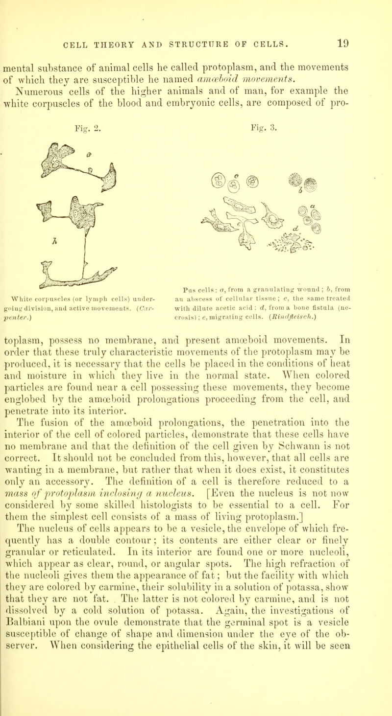 mental substance of animal cells he called protoplasm, and the movements of which they are susceptible he named amoeboid movements. Numerous cells of the higher animals and of man, for example the white corpuscles of the blood and embryonic cells, are composed of pro- White corpuscles (or lymph cells) undei'- going division, and active movements. (Car- penter.) Fig. 3. Pus cells: <7, from a granulating wound ; b, from an abscess of cellular tissue; e, the same treated With dilute acetic acid; d, from a bone fistula (ne- crosis) ; e, migrating cells. (Rindfleisch.) toplasm, possess no membrane, and present amoeboid movements. In order that these truly characteristic movements of the protoplasm may be produced, it is necessary that the cells be placed in the conditions of heat and moisture in which they live in the normal state. When colored particles are found near a cell possessing these movements, they become englobed by the amoeboid prolongations proceeding from the cell, and penetrate into its interior. The fusion of the amoeboid prolongations, the penetration into the interior of the cell of colored particles, demonstrate that these cells have no membrane and that the definition of the cell given by Schwann is not correct. It should not be concluded from this, however, that all cells are wanting in a membrane, but rather that when it does exist, it constitutes only an accessory. The definition of a cell is therefore reduced to a mass of protoplasm inclosing a nucleus. [Even the nucleus is not now considered by some skilled histologists to be essential to a cell. For them the simplest cell consists of a mass of living protoplasm.] The nucleus of cells appears to be a vesicle, the envelope of which fre- quently has a double contour; its contents are either clear or finely granular or reticulated. In its interior are found one or more nucleoli, which appear as clear, round, or angular spots. The high refraction of the nucleoli gives them the appearance of fat; but the facility with which they are colored by carmine, their solubility in a solution of potassa, show that they are not fat. The latter is not colored by carmine, and is not dissolved by a cold solution of potassa. Again, the investigations of Balbiani upon the ovule demonstrate that the germinal spot is a vesicle susceptible of change of shape and dimension under the eye of the ob- server. When considering the epithelial cells of the skin, it will be seen