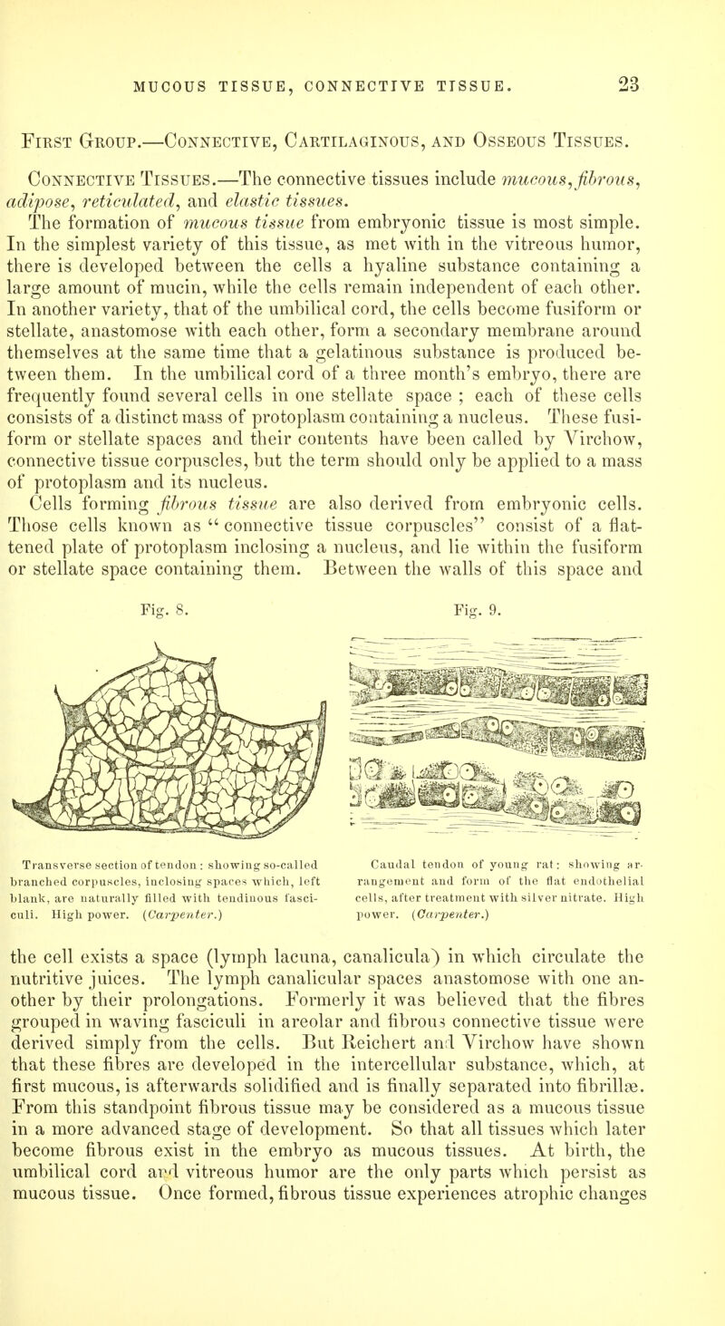 MUCOUS TISSUE, CONNECTIVE TISSUE. First Group.—Connective, Cartilaginous, and Osseous Tissues. Connective Tissues.—The connective tissues include mucous, fibrous, adipose, reticulated, and elastic tissues. The formation of mucous tissue from embryonic tissue is most simple. In the simplest variety of this tissue, as met with in the vitreous humor, there is developed between the cells a hyaline substance containing a large amount of mucin, while the cells remain independent of each other. In another variety, that of the umbilical cord, the cells become fusiform or stellate, anastomose with each other, form a secondary membrane around themselves at the same time that a gelatinous substance is produced be- tween them. In the umbilical cord of a three month's embryo, there are frequently found several cells in one stellate space ; each of these cells consists of a distinct mass of protoplasm containing a nucleus. These fusi- form or stellate spaces and their contents have been called by Virchow, connective tissue corpuscles, but the term should only be applied to a mass of protoplasm and its nucleus. Cells forming fibrous tissue are also derived from embryonic cells. Those cells known as  connective tissue corpuscles consist of a flat- tened plate of protoplasm inclosing a nucleus, and lie within the fusiform or stellate space containing them. Between the walls of this space and Fig. 8. Fig. 9. Transverse section of tendon : showing so-called branched corpuscles, inclosing spaces which, left blank, are naturally filled with tendinous fasci- culi. High power. (Carpenter.) Caudal tendon of young rat: showing ar- rangement and form of the flat endothelial cells, after treatment with silver nitrate. High power. (Carpenter.) the cell exists a space (lymph lacuna, canalicula) in which circulate the nutritive juices. The lymph canalicular spaces anastomose with one an- other by their prolongations. Formerly it was believed that the fibres grouped in waving fasciculi in areolar and fibrous connective tissue were derived simply from the cells. But Reichert and Virchow have shown that these fibres are developed in the intercellular substance, which, at first mucous, is afterwards solidified and is finally separated into fibrillar. From this standpoint fibrous tissue may be considered as a mucous tissue in a more advanced stage of development. So that all tissues which later become fibrous exist in the embryo as mucous tissues. At birth, the umbilical cord and vitreous humor are the only parts which persist as mucous tissue. Once formed, fibrous tissue experiences atrophic changes