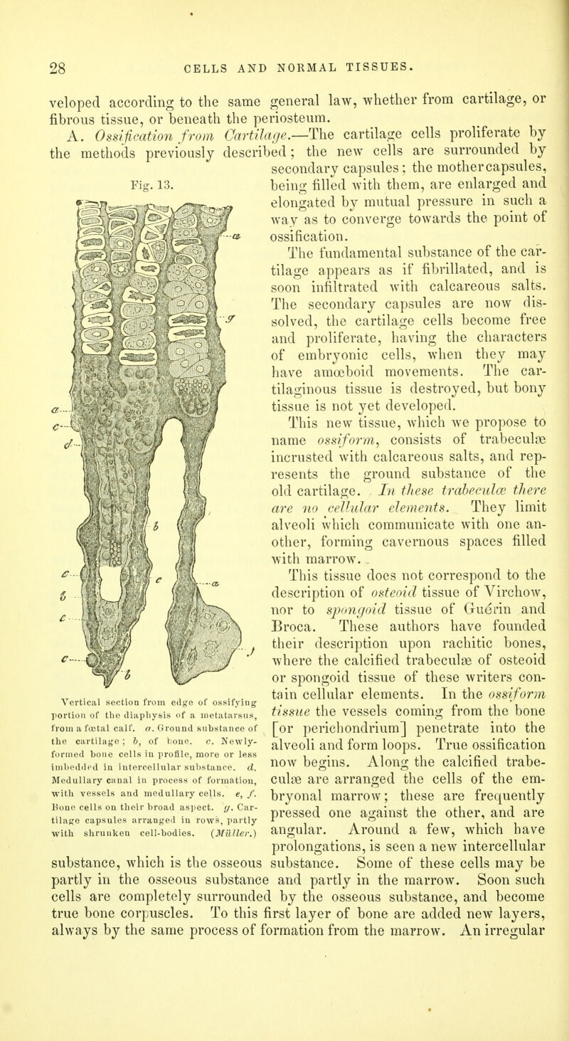 Fig. 13. veloped according to the same general law, whether from cartilage, or fibrous tissue, or beneath the periosteum. A. Ossification from Cartilage.—The cartilage cells proliferate by the methods previously described; the new cells are surrounded by secondary capsules ; the mother capsules, being filled with them, are enlarged and elongated by mutual pressure in such a way as to converge towards the point of ossification. The fundamental substance of the car- tilage appears as if fibrillated, and is soon infiltrated with calcareous salts. The secondary capsules are now dis- solved, the cartilage cells become free and proliferate, having the characters of embryonic cells, when they may have amoeboid movements. The car- tilaginous tissue is destroyed, but bony tissue is not yet developed. This new tissue, which we propose to name ossiform, consists of trabecule incrustecl with calcareous salts, and rep- resents the ground substance of the old cartilage. In these trabecules, there are no cellular elements. They limit alveoli which communicate with one an- other, forming cavernous spaces filled with marrow. This tissue does not correspond to the description of osteoid tissue of Virchow, nor to spongoid tissue of Guerin and Broca. These authors have founded their description upon rachitic bones, where the calcified trabecule of osteoid or spongoid tissue of these writers con- tain cellular elements. In the ossiform tissue the vessels coming from the bone [or perichondrium] penetrate into the alveoli and form loops. True ossification now begins. Along the calcified trabe- cular are arranged the cells of the em- bryonal marrow; these are frequently pressed one against the other, and are angular. Around a few, which have prolongations, is seen a new intercellular substance, which is the osseous substance. Some of these cells may be partly in the osseous substance and partly in the marrow. Soon such cells are completely surrounded by the osseous substance, and become true bone corpuscles. To this first layer of bone are added new layers, always by the same process of formation from the marrow. An irregular Vertical section from edge of ossifying portion of the diaphysis of a metatarsus, from a foetal calf. a. Ground substance of the cartilage ; b, of bone. c. Newly- formed hone cells in profile, more or less imbedded in intercellular substance, d. Medullary canal in process of formation, with vessels and medullary cells, e, f. Bone cells on their broad aspect, g. Car- tilage capsules arranged in rows, partly with shrunken cell-bodies. (Milller.)