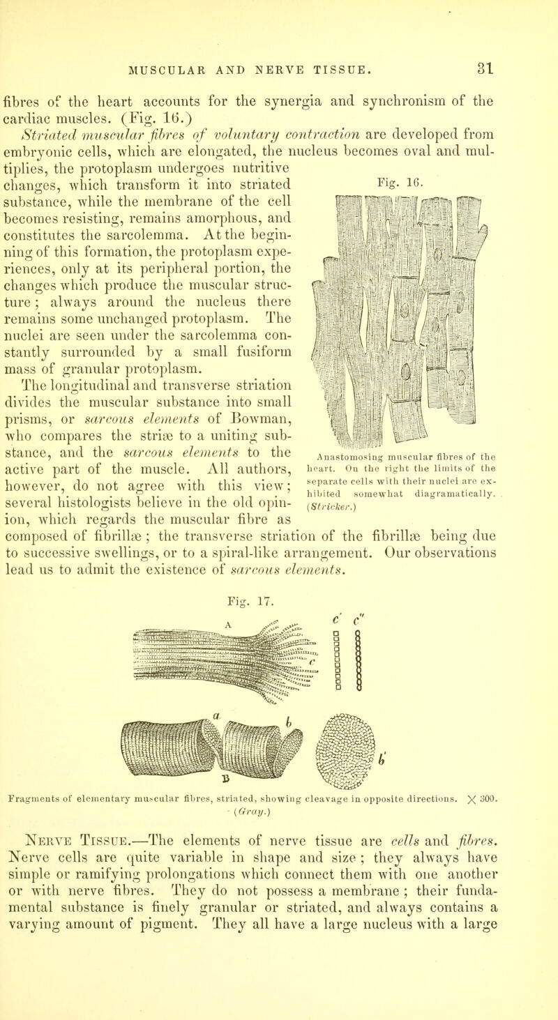 Fig. 16. fibres of the heart accounts for the synergia and synchronism of the cardiac muscles. (Fig. 16.) Striated muscular fibres of voluntary contraction are developed from embryonic cells, which are elongated, the nucleus becomes oval and mul- tiplies, the protoplasm undergoes nutritive changes, which transform it into striated substance, while the membrane of the cell becomes resisting, remains amorphous, and constitutes the sarcolemma. At the begin- ning of this formation, the protoplasm expe- riences, only at its peripheral portion, the changes which produce the muscular struc- ture ; always around the nucleus there remains some unchanged protoplasm. The nuclei are seen under the sarcolemma con- stantly surrounded by a small fusiform mass of granular protoplasm. The longitudinal and transverse striation divides the muscular substance into small prisms, or sarcous elements of Bowman, who compares the strise to a uniting sub- stance, and the sarcous elements to the active part of the muscle. All authors, however, do not agree with this view; several histologists believe in the old opin- ion, which regards the muscular fibre as composed of fibrillin ; the transverse striation of the fibrillae being due to successive swellings, or to a spiral-like arrangement. Our observations lead us to admit the existence of sarcous elements. Anastomosing muscular fibres of the heart. Ou the right the limits of the separate cells with their nuclei are ex- hibited somewhat diagramatically. (Strieker.) Fragments of elementary muscular fibres, striated, showing cleavage in opposite directions (Gray.) X300. Nerve Tissue.—The elements of nerve tissue are cells and fibres. Nerve cells are quite variable in shape and size ; they always have simple or ramifying prolongations which connect them with one another or with nerve fibres. They do not possess a membrane ; their funda- mental substance is finely granular or striated, and always contains a varying amount of pigment. They all have a large nucleus with a large