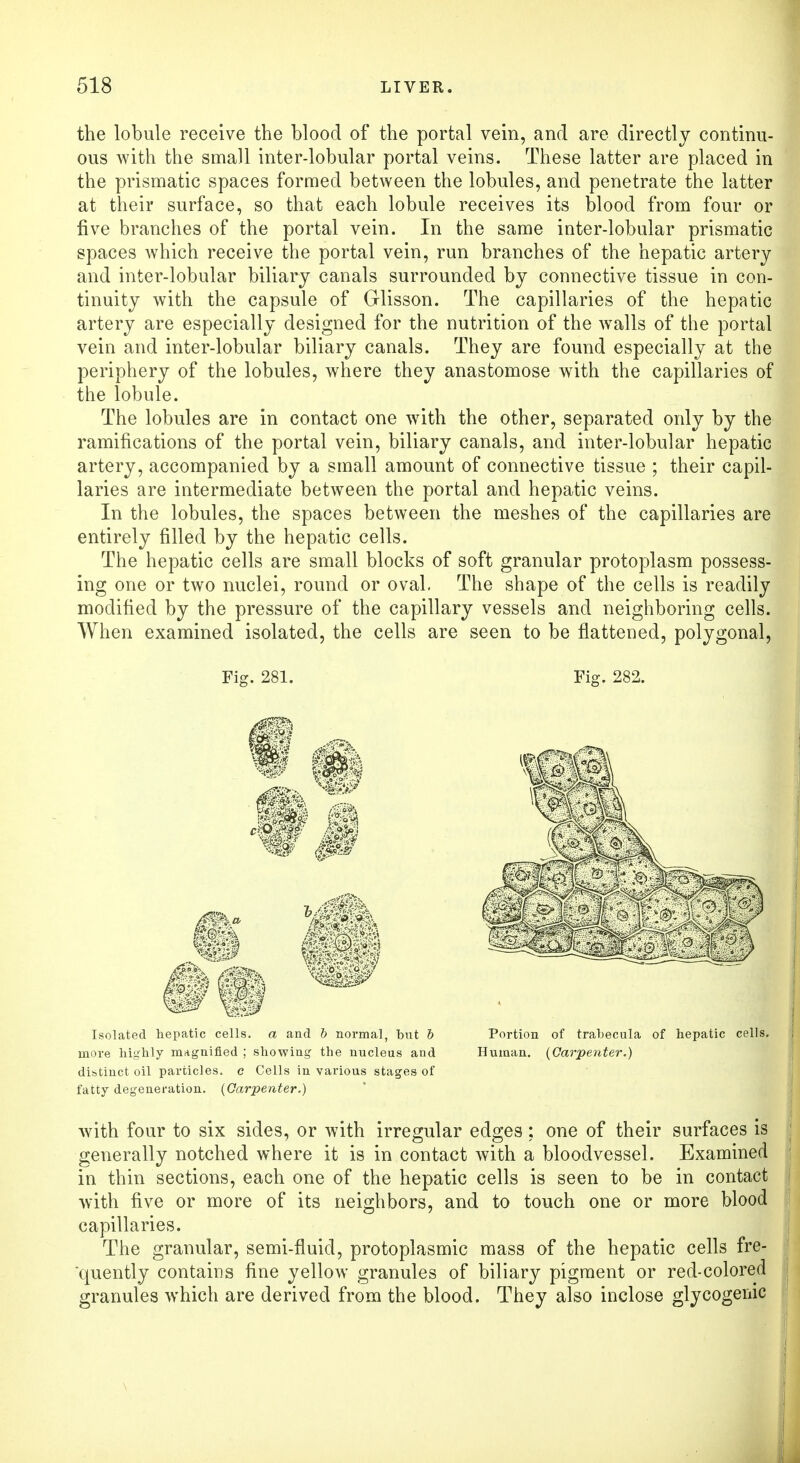 the lobule receive the blood of the portal vein, and are directly continu- ous with the small inter-lobular portal veins. These latter are placed in the prismatic spaces formed between the lobules, and penetrate the latter at their surface, so that each lobule receives its blood from four or five branches of the portal vein. In the same inter-lobular prismatic spaces which receive the portal vein, run branches of the hepatic artery and inter-lobular biliary canals surrounded by connective tissue in con- tinuity with the capsule of Glisson. The capillaries of the hepatic artery are especially designed for the nutrition of the walls of the portal vein and inter-lobular biliary canals. They are found especially at the periphery of the lobules, where they anastomose with the capillaries of the lobule. The lobules are in contact one with the other, separated only by the ramifications of the portal vein, biliary canals, and inter-lobular hepatic artery, accompanied by a small amount of connective tissue ; their capil- laries are intermediate between the portal and hepatic veins. In the lobules, the spaces between the meshes of the capillaries are entirely filled by the hepatic cells. The hepatic cells are small blocks of soft granular protoplasm possess- ing one or two nuclei, round or oval. The shape of the cells is readily modified by the pressure of the capillary vessels and neighboring cells. When examined isolated, the cells are seen to be flattened, polygonal, Fig. 281. Fig. 282. Isolated hepatic cells, a and 6 normal, but b more highly magnified ; showing the nucleus and distinct oil particles, c Cells in various stages of fatty degeneration. (Carpenter.) I Portion of trabecula of hepatic cells. Human. (Carpenter.) with four to six sides, or with irregular edges ; one of their surfaces is generally notched where it is in contact with a bloodvessel. Examined in thin sections, each one of the hepatic cells is seen to be in contact with five or more of its neighbors, and to touch one or more blood capillaries. The granular, semi-fluid, protoplasmic mass of the hepatic cells fre- quently contains fine yellow granules of biliary pigment or red-colored granules which are derived from the blood. They also inclose glycogenic