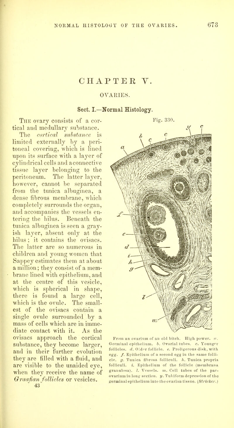 CHAPTEE Y. OVARIES. Sect. I—Normal Histology. The ovary consists of a cor- tical and medullary substance. The cortical substance is limited externally by a peri- toneal covering, which is lined upon its surface with a layer of cylindrical cells and aconnective tissue layer belonging to the peritoneum. The latter layer, however, cannot be separated from the tunica albuginea, a dense fibrous membrane, which completely surrounds the organ, and accompanies the vessels en- tering the hilus. Beneath the tunica albuginea is seen a gray- ish layer, absent only at the hilus ; it contains the ovisacs. The latter are so numerous in children and young women that Sappey estimates them at about a million; they consist of a mem- brane lined with epithelium, and at the centre of this vesicle, which is spherical in shape, there is found a large cell, which is the ovule. The small- est of the ovisacs contain a single ovule surrounded by a mass of cells which are in imme- diate contact with it. As the ovisacs approach the cortical substance, they become larger, and in their further evolution they are filled with a fluid, and are visible to the unaided eye, when they receive the name of Graafian follicles or vesicles. 43^ Fig. 330. From an ovarium of an old bitch. High power, a. Germinal epithelium, b. Ovarial tubes, c. Youngpr follicles, d. Old^r follicle, e. Proligerous disk, with egg. /. Epithelium of a second egg in the same folli- cle, g. Tunica fibrosa folliculi. h. Tunica propria folliculi. i. Epithelium of the follicle (membrana granulosa). 1. Vessels, m. Cell tubes of the par- ovarium in long section, y. Tubiform depression of the germinal epithelium into the ovarian tissue. (Strieker.)