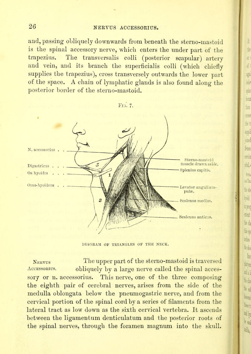 NERVUS ACCESSORIUS. and, passing obliquely downwards from beneath the sterno-mastoid is the spinal accessory nerve, which enters the under part of the trapezius. The transversalis colli (posterior scapular) artery and vein, and its branch the superficial is colli (which chiefly supplies the trapezius), cross transversely outwards the lower part of the space. A chain of lymphatic glands is also found along the posterior border of the sterno-mastoid. Fig. 7. / DIAGRAM OF TRIANGLES OF THE KECK. Nervus The upper part of the sterno-mastoid is traversed Accessorius. obliquely by a large nerve called the spinal acces- sory or n. accessorius. This nerve, one of the three composing the eighth pair of cerebral nerves, arises from the side of the medulla oblongata below the pneumogastric nerve, and from the cervical portion of the spinal cord by a series of filaments from the lateral tract as low down as the sixth cervical vertebra. It ascends between the ligamentum denticulatum and the posterior roots of the spinal nerves, through the foramen magnum into the skull.