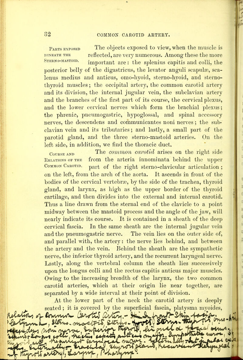 Parts exposed The objects exposed to view, when the muscle is beneath the reflected, are very numerous. Among these the more Sterno-mastoid. important are : the splenius capitis and colli, the posterior belly of the digastricus, the levator anguli scapulae, sca- lenus meclius and anticus, omohyoid, sterno-hyoid, and sterno- thyroid muscles; the occipital artery, the common carotid artery and its division, the internal jugular vein, the subclavian artery and the branches of the first part of its course, the cervical plexus, and the lower cervical nerves which form the brachial plexus; the phrenic, pneumogastric, hypoglossal, and spinal accessory nerves, the descendens and communicantes noni nerves; the sub- clavian vein and its tributaries; and lastly, a small part of the parotid gland, and the three sterno-mastoid arteries. On the left side, in addition, we find the thoracic duct. Course and The common carotid arises on the right side Kelations of the from the arteria innominata behind the upper Common Carotid. par^ 0f ^he rjght sterno-clavicular articulation ; on the left, from the arch of the aorta. It ascends in front of the bodies of the cervical vertebra?, by the side of the trachea, thyroid gland, and larynx, as high as the upper border of the thyroid cartilage, and then divides into the external and internal carotid. Thus a line drawn from the sternal end of the clavicle to a point midway between the mastoid process and the angle of the jaw, will nearly indicate its course. It is contained in a sheath of the deep cervical fascia. In the same sheath are the internal jugular vein and the pneumogastric nerve. The vein lies on the outer side of, and parallel with, the artery: the nerve lies behind, and between the artery and the vein. Behind the sheath are the sympathetic nerve, the inferior thyroid artery, and the recurrent laryngeal nerve. Lastly, along the vertebral column the sheath lies successively upon the longus colli and the rectus capitis anticus major muscles. Owing to the increasing breadth of the larynx, the two common carotid arteries, which at their origin lie near together, are separated by a wide interval at their point of division. At the lower part of the neck the carotid artery is deeply seated ; it is covered by the superficial fascia, platysma myoides,