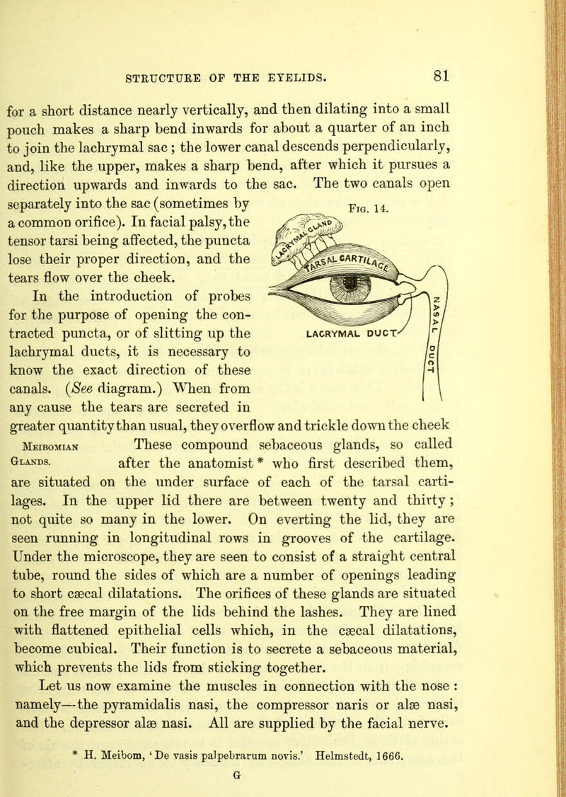 for a short distance nearly vertically, and then dilating into a small pouch makes a sharp bend inwards for about a quarter of an inch to join the lachrymal sac; the lower canal descends perpendicularly, and, like the upper, makes a sharp bend, after which it pursues a direction upwards and inwards to the sac. The two canals open separately into the sac (sometimes by a common orifice). In facial palsy, the tensor tarsi being affected, the puncta lose their proper direction, and the tears flow over the cheek. In the introduction of probes for the purpose of opening the con- tracted puncta, or of slitting up the lachrymal ducts, it is necessary to know the exact direction of these canals. (See diagram.) When from any cause the tears are secreted in greater quantity than usual, they overflow and trickle down the cheek Meibomian These compound sebaceous glands, so called Glands. after the anatomist* who first described them, are situated on the under surface of each of the tarsal carti- lages. In the upper lid there are between twenty and thirty; not quite so many in the lower. On everting the lid, they are seen running in longitudinal rows in grooves of the cartilage. Under the microscope, they are seen to consist of a straight central tube, round the sides of which are a number of openings leading to short csecal dilatations. The orifices of these glands are situated on the free margin of the lids behind the lashes. They are lined with flattened epithelial cells which, in the csecal dilatations, become cubical. Their function is to secrete a sebaceous material, which prevents the lids from sticking together. Let us now examine the muscles in connection with the nose : namely—the pyramidalis nasi, the compressor naris or alse nasi, and the depressor alas nasi. All are supplied by the facial nerve. * H. Meibom, 'De vasis palpebrarum novis.' Helmstedt, 1666. a Fig. 14.