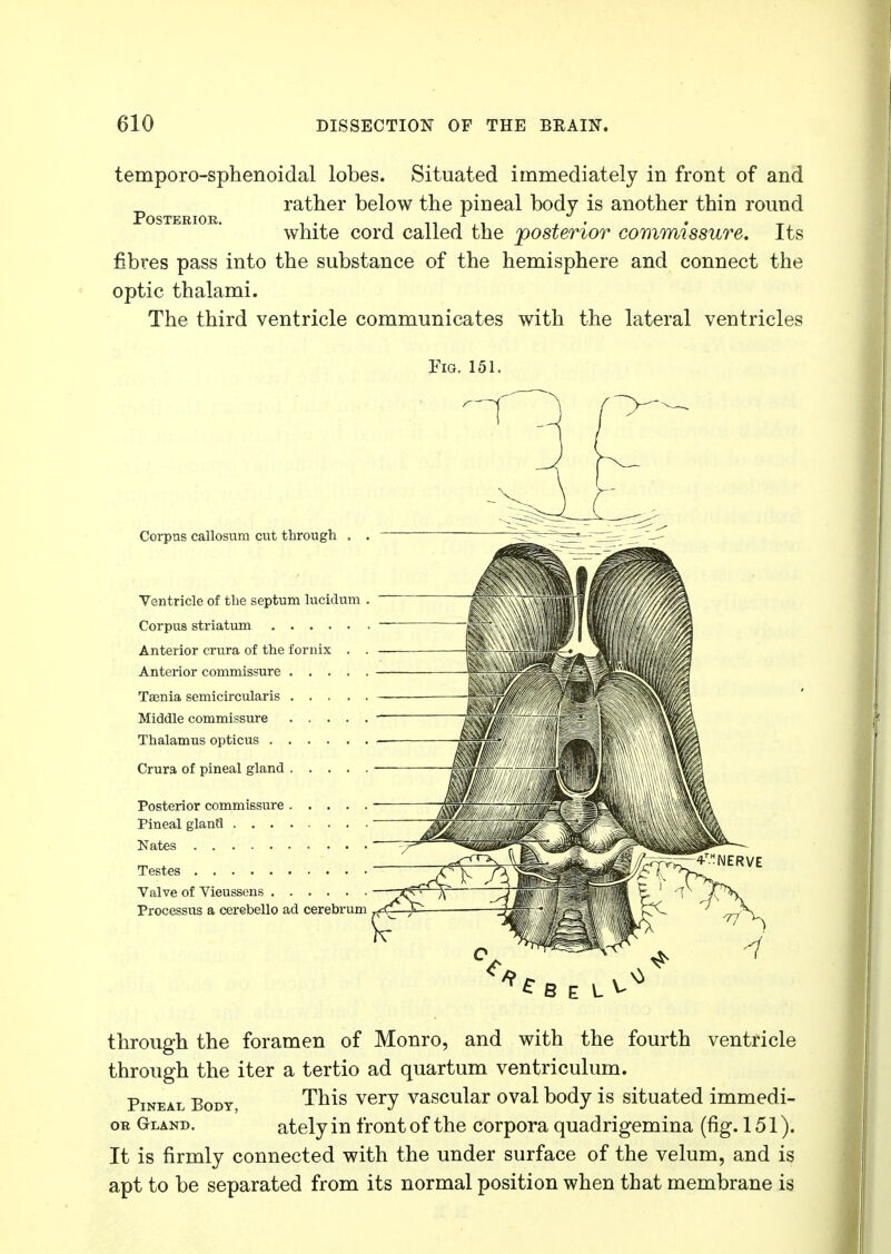 temporo-sphenoidal lobes. Situated immediately in front of and p rather below the pineal body is another thin round white cord called the posterior commissure. Its fibres pass into the substance of the hemisphere and connect the optic thalami. The third ventricle communicates with the lateral ventricles Fig. 151. Corpus callosum cut through Ventricle of the septum lucidum Corpus striatum Anterior crura of the fornix . Anterior commissure .... Taenia semicircularis .... Middle commissure .... Thalamus opticus Crura of pineal gland .... Posterior commissure .... Pineal gland Nates Testes Valve of Vieussens — Processus a cerebello ad cerebrum . ^ J*t JV through the foramen of Monro, and with the fourth ventricle through the iter a tertio ad quartum ventriculum. Pineal Body This very vascular oval body is situated immedi- on Gland. ately in front of the corpora quadrigemina (fig. 151). It is firmly connected with the under surface of the velum, and is apt to be separated from its normal position when that membrane is