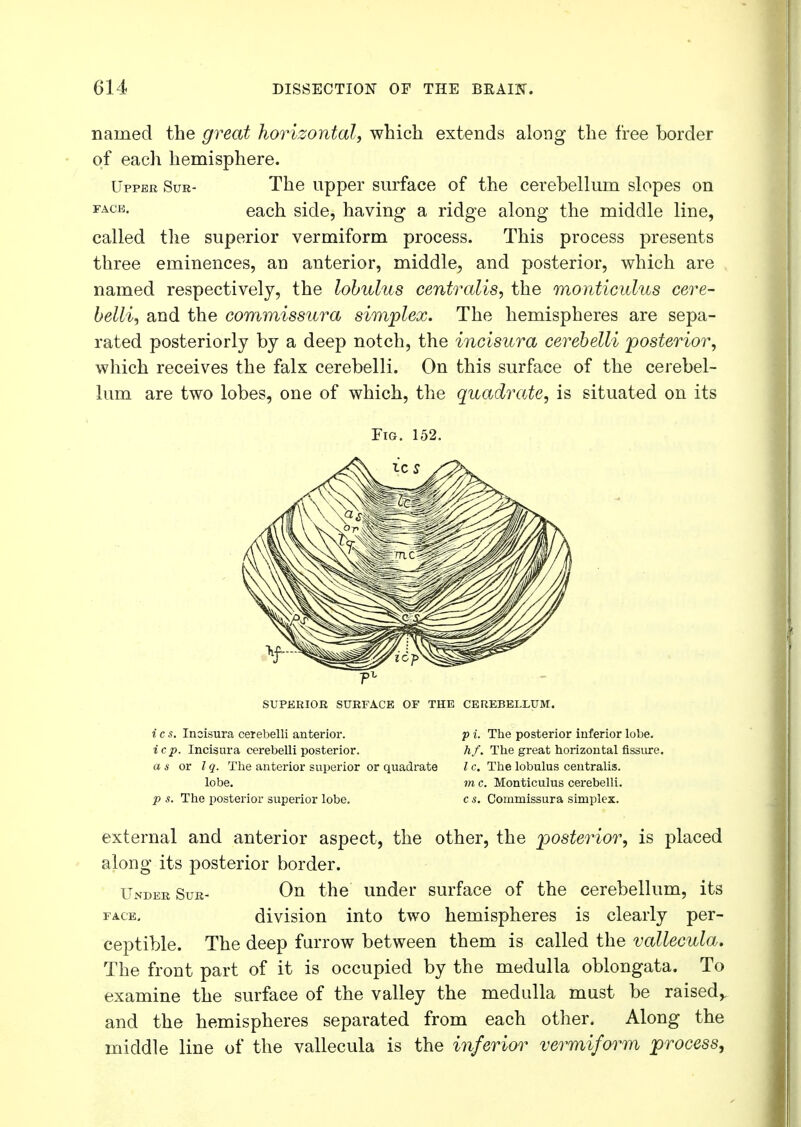 named the great horizontal, which extends along the free border of each hemisphere. Upper Sur- The upper surface of the cerebellum slopes on FACH- each side, having- a ridge along the middle line, called the superior vermiform process. This process presents three eminences, au anterior, middle, and posterior, which are named respectively, the lobulus centralis, the monticulus cere- belli, and the commissura simplex. The hemispheres are sepa- rated posteriorly by a deep notch, the incisura cerebelli posterior, which receives the falx cerebelli. On this surface of the cerebel- lum are two lobes, one of which, the quadrate, is situated on its Fig. 152. SUPERIOR SURFACE OF THE CEREBELLUM. i c s. Inoisura cerebelli anterior. icp. Incisura cerebelli posterior. as or I q. The anterior superior or quadrate lobe. p s. The posterior superior lobe. p i. The posterior inferior lobe. hf. The great horizontal fissure. I c. The lobulus centralis. m c. Monticulus cerebelli. c s. Commissura simplex. external and anterior aspect, the other, the posterior, is placed along its posterior border. Under Sur- On the under surface of the cerebellum, its face. division into two hemispheres is clearly per- ceptible. The deep farrow between them is called the vallecula. The front part of it is occupied by the medulla oblongata. To examine the surface of the valley the medulla must be raised,, and the hemispheres separated from each other. Along the middle line of the vallecula is the inferior vermiform process,