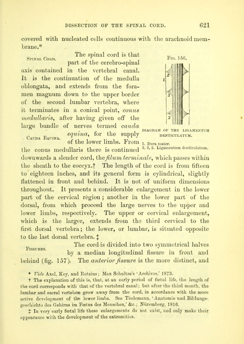 Spinal Cord. Fig. 150. covered with nucleated cells continuous with the arachnoid mem- brane.* The spinal cord is that part of the cerebro-spinal axis contained in the vertebral canal. It is the continuation of the medulla oblongata, and extends from the fora- men magnum down to the upper border of the second lumbar vertebra, where it terminates in a conical point, conus medullar is, after having given off the large bundle of nerves termed cauda Cauda Equina. equina, for the supply DIAGRAM OF THE LIGAMENTUM DENTICULATUM. 1. Dura mater. 2, 2, 2. Ligamentum denticulatum. of the lower limbs. From the conus medullaris there is continued downwards a slender cord, the filum terminale, which passes within the sheath to the coccyx.f The length of the cord is from fifteen to eighteen inches, and its general form is cylindrical, slightly flattened in front and behind. It is not of uniform dimensions throughout. It presents a considerable enlargement in the lower part of the cervical region ; another in the lower part of the dorsal, from which proceed the large nerves to the upper and lower limbs, respectively. The upper or cervical enlargement, which is the larger, extends from the third cervical to the first dorsal vertebra; the lower, or lumbar, is situated opposite to the last dorsal vertebra. J The cord is divided into two symmetrical halves Fissures by a median longitudinal fissure in front and behind (fig. 157). The anterior fissure is the more distinct, and * Vide Axel, Key, and Ketzius; Max Schultze's 'Archives,' 1873. t The explanation of this is, that, at an early period of foetal life, the length of the cord corresponds with that of the vertebral canal; but after the third month, the lumbar and sacral vertebrae grow away from the cord, in accordance with the more active development of the lower limbs. See Tiedemann, ' Anatomie und Bildungs- geschichte des Gehirns im Foetus des Menschen,' &c; Nuremberg, 1816. X In very early fcetal life these enlargements do not exist, and only make their appearance with the development of the extremities.