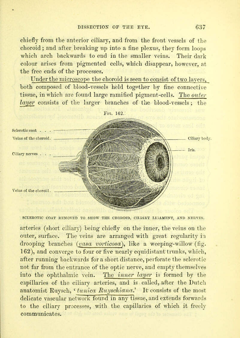 chiefly from the anterior ciliary, and from the front vessels of the choroid; and after breaking up into a fine plexus, they form loops which arch backwards to end in the smaller veins. Their dark colour arises from pigmented cells, which disappear, however, at the free ends of the processes. Under the microscope the choroid is seen to consist of two layers., both composed. of blood-vessels held together by fine connective tissue, in which are found large ramified pigment-cells. The oilier layer consists of the larger branches of the blood-vessels ; the Fia. 162. Sclerotic coat . . . Veins of the choroid. Ciliary nerves . . . Veins of the choroid. SCLEROTIC COAT REMOVED TO SHOW THE CHOROID, CILIARY LIGAMENT, AND NERVES. arteries (short ciliary) being chiefly on the inner, the veins on the outer, surface. The veins are arranged with great regularity in drooping branches (vasa vorticosa), like a weeping-willow (fig. 162), and converge to four or five nearly equidistant'trunks, which, after running backwards for a short distance, perforate the sclerotic not far from the entrance of the optic nerve, and empty themselves into the ophthalmic vein. The inner layer is formed by the capillaries of the ciliary arteries, and is called,.after the Dutch anatomist Ruysch, £ tunica Rv.yschiana.'1 It consists of the most delicate vascular network found in any tissue, and extends forwards to the ciliary processes, with the capillaries of which it freely communicates.