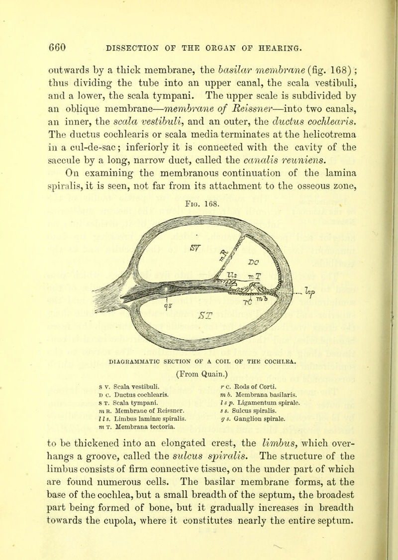 out wards by a thick membrane, the basilar membrane (fig. 168) ; thus dividing the tube into an upper canal, the scala vestibuli, and a lower, the scala tympani. The upper scale is subdivided by an oblique membrane—membrane of Reissner—into two canals, an inner, the scala vestibuli, and an outer, the ductus cochlearis. The ductus cochlearis or scala media terminates at the helicotrema in a cul-de-sac; interiorly it is connected with the cavity of the saccule by a long, narrow duct, called the canalis reuniens. On examining the membranous continuation of the lamina spiralis, it is seen, not far from its attachment to the osseous zone, Fig. 168. DIAGRAMMATIC SECTION OF A COIL OF THE COCHLEA. (From Quain.) s v. Scala vestibuli. r c. Rods of Corti. T) c. Ductus cochlearis. s T. Scala tympani. m R. Membrane of Reissner. 11 s. Limbus laminae spiralis. m t. Membrana tectoria. m b. Membrana basilaris. I s p. Ligamentum spirale. s s. Sulcus spiralis. g s. Ganglion spirale. to be thickened into an elongated crest, the limbus, which over- hangs a groove, called the sulcus spiralis. The structure of the limbus consists of firm connective tissue, on the under part of which are found numerous cells. The basilar membrane forms, at the base of the cochlea, but a small breadth of the septum, the broadest part being formed of bone, but it gradually increases in breadth towards the cupola, where it constitutes nearly the entire septum.