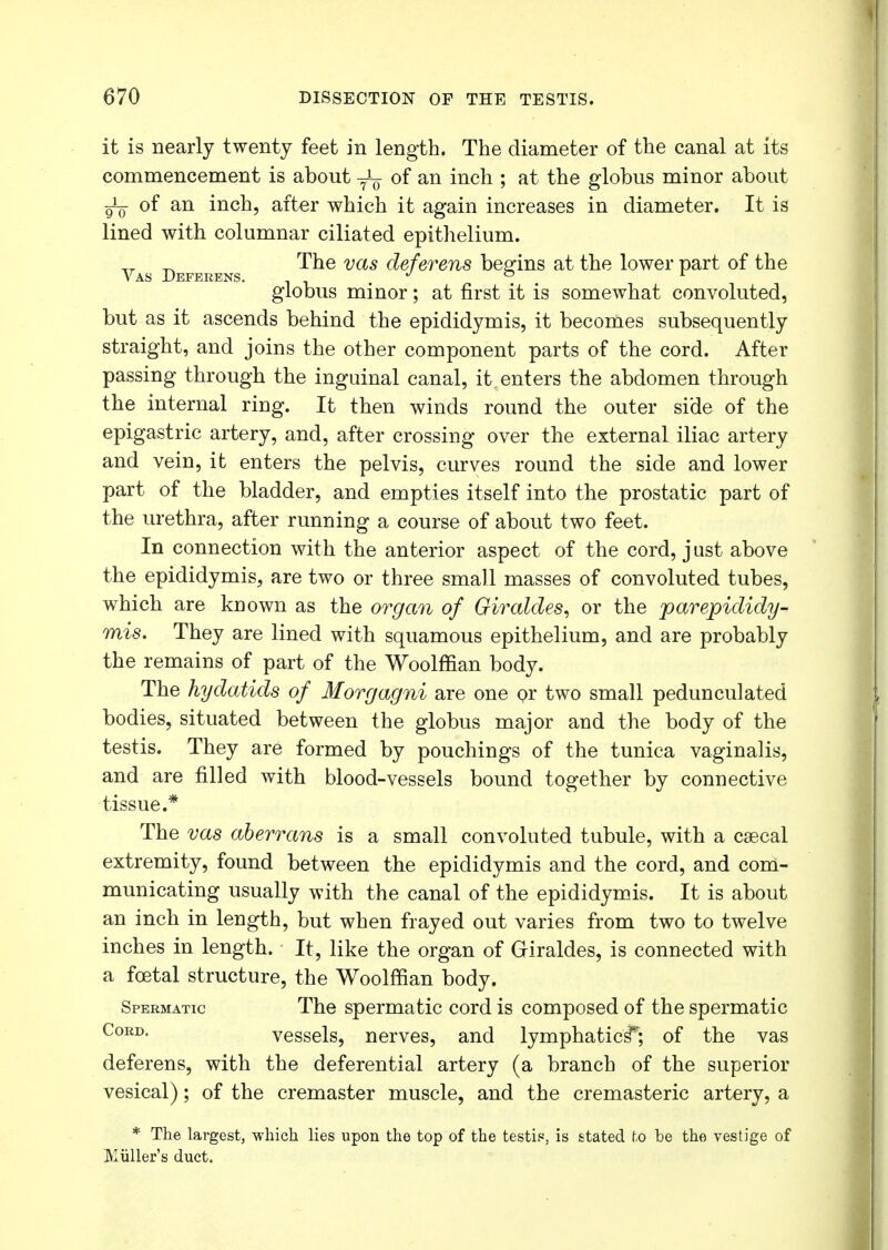 it is nearly twenty feet in length. The diameter of the canal at its commencement is about of an inch ; at the globus minor about of an inch, after which it again increases in diameter. It is lined with columnar ciliated epithelium. _ The vols deferens begins at the lower part of the Vas Deferens. j ° 1 globus minor; at first it is somewhat convoluted, but as it ascends behind the epididymis, it becomes subsequently straight, and joins the other component parts of the cord. After passing through the inguinal canal, it enters the abdomen through the internal ring. It then winds round the outer side of the epigastric artery, and, after crossing over the external iliac artery and vein, it enters the pelvis, curves round the side and lower part of the bladder, and empties itself into the prostatic part of the urethra, after running a course of about two feet. In connection with the anterior aspect of the cord, just above the epididymis, are two or three small masses of convoluted tubes, which are known as the organ of Giraides, or the parepididy- mis. They are lined with squamous epithelium, and are probably the remains of part of the Woolffian body. The hydatids of Morgagni are one or two small pedunculated bodies, situated between the globus major and the body of the testis. They are formed by pouchings of the tunica vaginalis, and are filled with blood-vessels bound together by connective tissue.* The vas aberrans is a small convoluted tubule, with a csecal extremity, found between the epididymis and the cord, and com- municating usually with the canal of the epididymis. It is about an inch in length, but when frayed out varies from two to twelve inches in length. It, like the organ of Griraldes, is connected with a fetal structure, the Woolffian body. Spermatic The spermatic cord is composed of the spermatic CoRD' vessels, nerves, and lymphatics*; of the vas deferens, with the deferential artery (a branch of the superior vesical); of the cremaster muscle, and the cremasteric artery, a * The largest, which lies upon the top of the testis*, is stated to be the vestige of Kuller's duct.