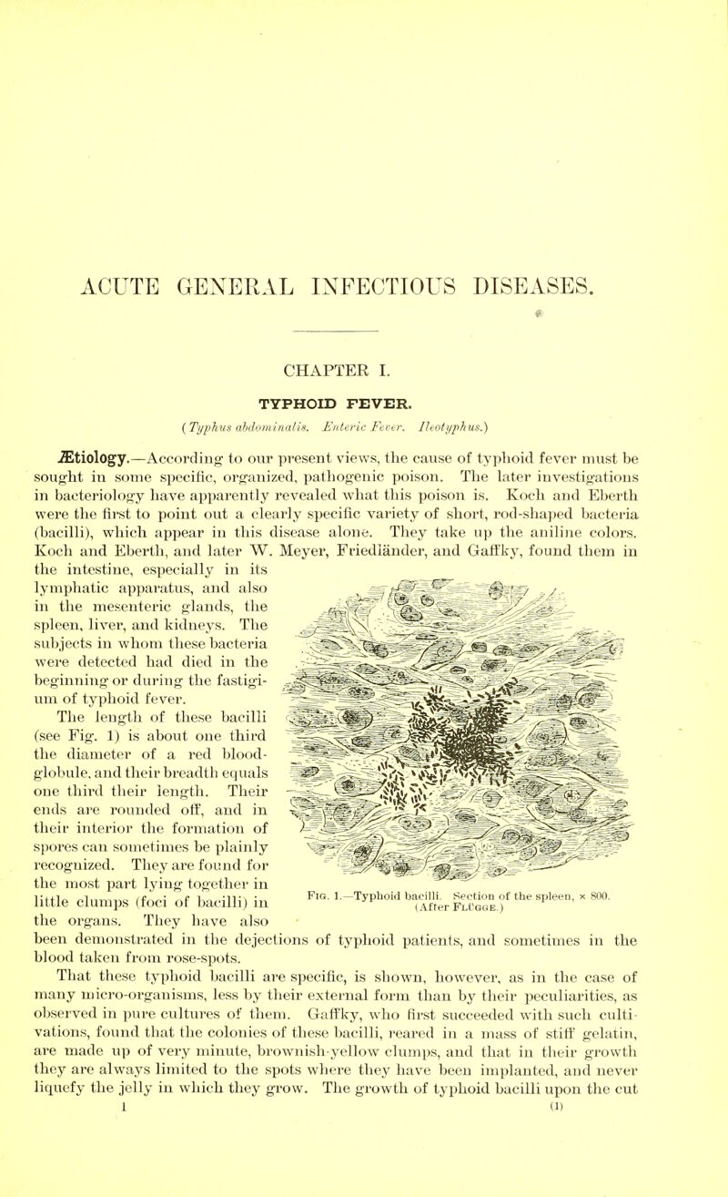 ACUTE GENERAL INFECTIOUS DISEASES. CHAPTER I. TYPHOID FEVER. {Typhus ahJijininalh. Jinteric Fir<_r. Ileotyphus.) Etiology.—According to our present views, the cause of typlioid fever must be sought in some specific, organized, pathogenic poison. The later investigations in bacteriology have apparently revealed what this poison is. Koch and Eberth were tlie first to point out a clearly specific variety of short, rod-shaped bacteria (bacilli), which appear in this disease alone. They take up the anilijie colors. Koch and Eberth, and later W. Meyer, Friediänder, and Gaffky, found them in the intestine, especially in its lymphatic apparatus, and also in the mesenteric glands, the spleen, liver, and kidneys. The subjects in whom these bacteria were detected had died in the beginning or during the fastigi- um of typhoid fever. The length of these bacilli (see Fig. 1) is about one third the diameter of a red blood- globule, and their breadth equals one thii'd their length. Their ends are rounded off, and in their interior the formation of spores can sometimes be plainly recognized. They are found for the most part lying together in little clumps (foci of bacilli) in the organs. Tliey have also been demonstrated in the dejections of typhoid patients, and sometimes in the blood taken from rose-spots. That these typhoid bacilli are specific, is shown, however, as in the case of many micro-organisms, less by their external form than by their peculiarities, as observed in pure cultures of them. Gaffky, who first succeeded with such culti- vations, found that tlie colonies of these bacilli, reared in a mass of stift' gelatin, are made up of very minute, brownish-yellow clumps, and that in their growth thej^ are always limited to the spots where they have been implanted, and never liquefy the jelly in which they grow. The growth of typhoid bacilli upon the cut 1 (1) Fig. 1.—Typhoid bacilli. Section of the spleen, x 800. (After Flügge.)