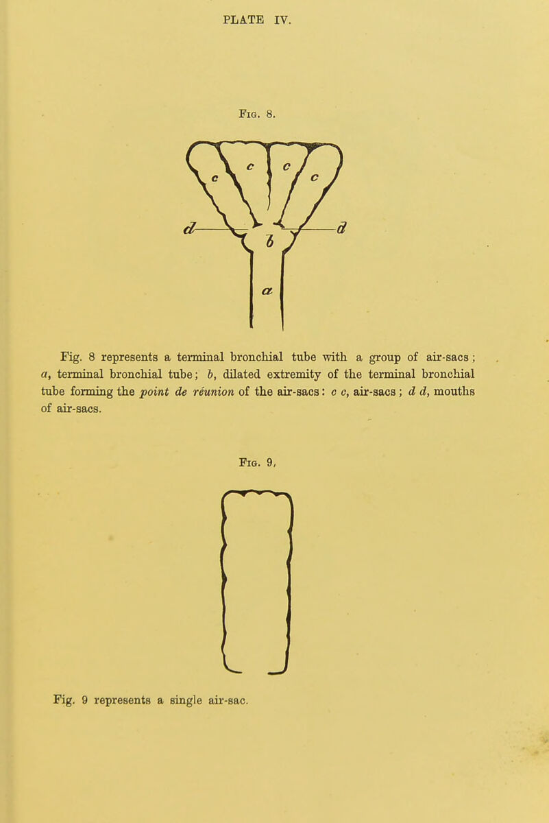 Fig. 8. a Fig. 8 represents a terminal bronchial tube with a group of air-sacs; a, terminal bronchial tube; b, dilated extremity of the terminal bronchial tube forming the point de reunion of the air-sacs: c c, air-sacs; d d, mouths of air-sacs. Fig. 9, Fig. 9 represents a single air-sac.