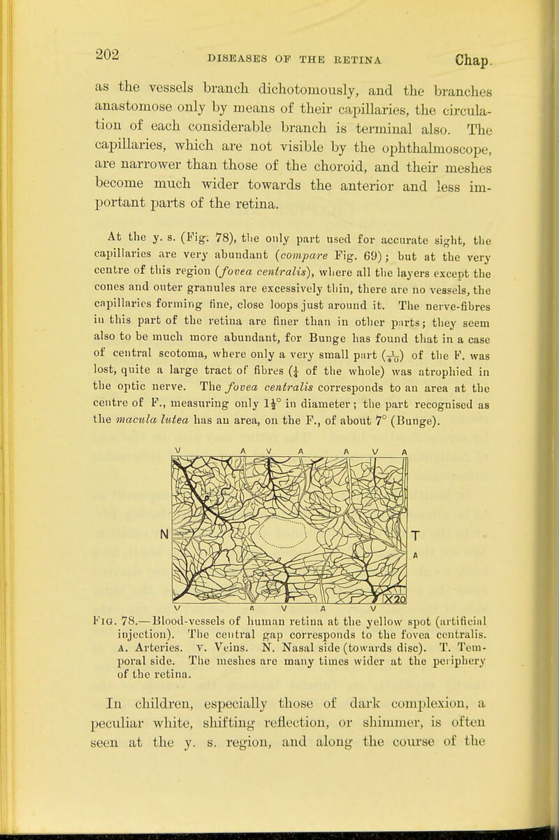 as the vessels branch dichotomously, and the branches anastomose only by means of their capillaries, the circula- tion of each considerable branch is terminal also. The capillaries, which are not visible by the ophthalmoscope, are narrower than those of the choroid, and their meshes become much wider towards the anterior and less im- portant parts of the retina. At the y. s. (Fig. 78), tlie only part used for accurate sij^ht, the capillaries are very abundant {compare Pig. 69); but at the very centre of this region {fovea centralis), where all tlie layers except the cones and outer granules are excessively tliin, there are no vessels, the capillaries forming fine, close loops just around it. The nerve-fibres in this part of the retina are finer than in other pnrts; they seem also to be much more abundant, for Bunge has found that in a case of central scotoma, where only a very small purt (J^) of the V. was lost, quite a large tract of fibres {^ of the whole) was atrophied in the optic nerve. The fovea centralis corresponds to an area at the centre of P., measuring only 1^° in diameter; the part recognised as the macula lutea has au area, on the F., of about 1° (Bunge). V A V A A V A V a V A V Fig. 78.—Blood-vessels of human retina at the yellow spot (artificiiil injection). Tiie central gap corresponds to the fovea centralis. A. Arteries. V. Veins. N. Nasal side (towards disc). T. Tem- poral side. The meshes are many times wider at the periphery of the retina. In children, especially those of dark complexion, a peculiar white, shifting reflection, or shimmer, is often seen at the y. s. region, and along the course of the