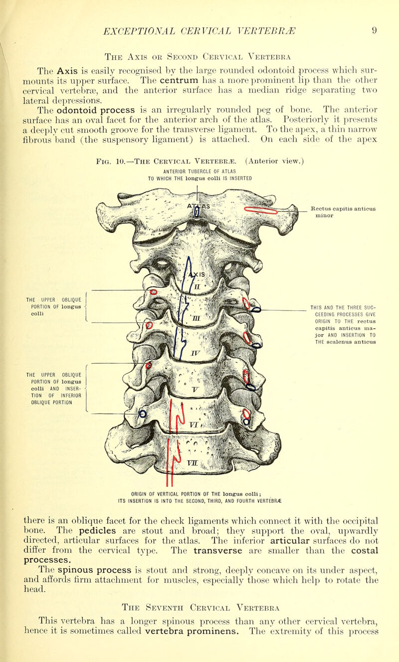 The Axis or Second Cervical Vertebra The Axis is easily recognised by the large rounded odontoid process which sur- mounts its upper surface. The centrum has a more prominent lip than the other cervical vertebras, and the anterior surface has a median ridge separating two lateral depressions. The odontoid process is an irregularly rounded peg of bone. The anterior surface has an oval facet for the anterior arch of the atlas. Posteriorly it presents a deeply cut smooth groove for the transverse ligament. To the apex, a thin narrow fibrous band (the suspensory ligament) is attached. On each side of the apex there is an oblique facet for the check ligaments which connect it with the occipital bone. The pedicles are stout and broad; they support the oval, upwardly directed, articular surfaces for the atlas. The inferior articular surfaces do not differ from the cervical type. The transverse are smaller than the costal processes. The spinous process is stout and strong, deeply concave on its under aspect, and affords firm attachment for muscles, especially those which help to rotate the head. The Seventh Cervical Vertebra This vertebra has a longer spinous process than any other cervical vertebra, hence it is sometimes called vertebra prominens. The extremity of this process