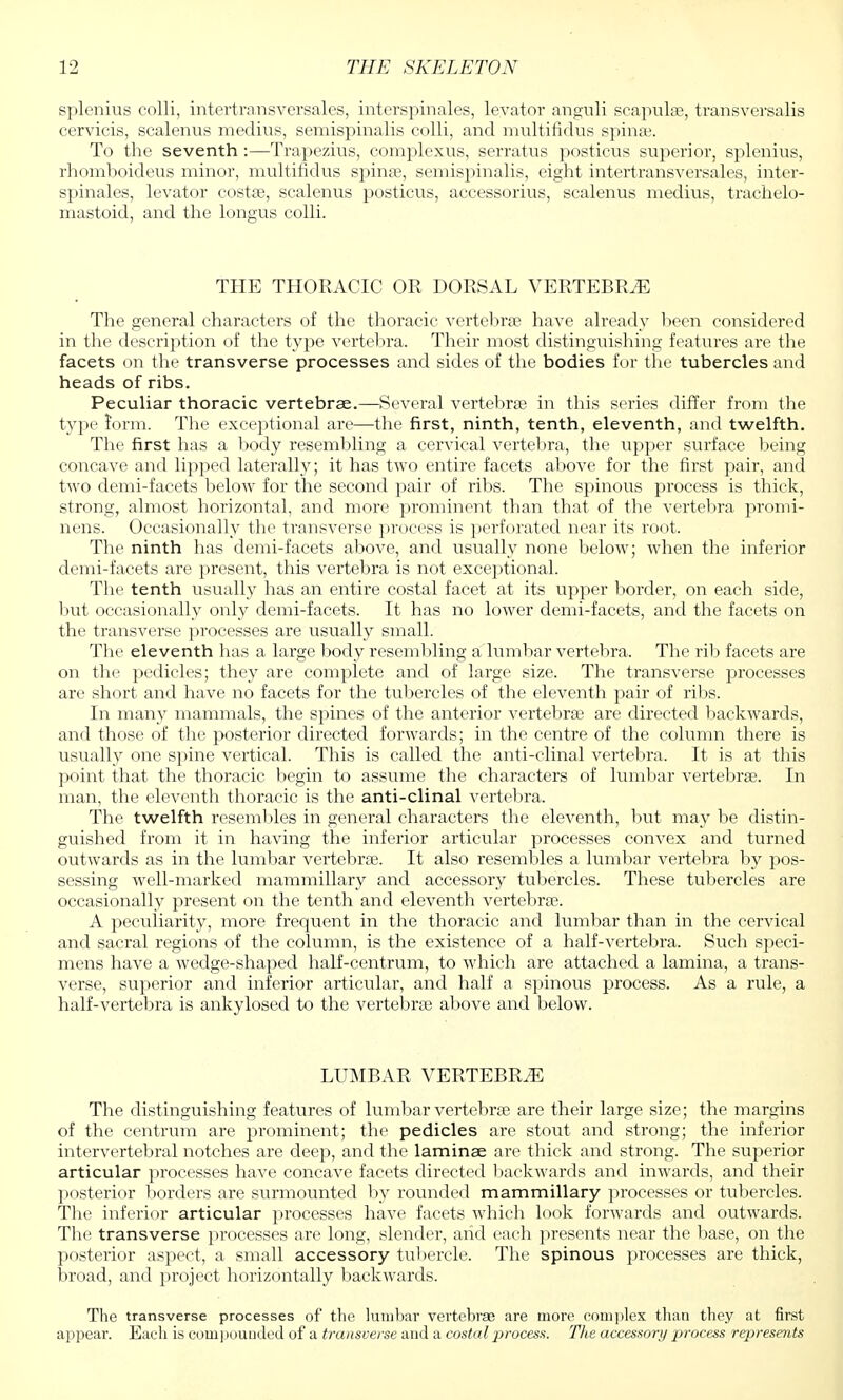 splenitis colli, intertra.nsversales, interspinales, levator anguli scapulae, transversa lis cervicis, scalenus medius, semispinalis colli, and multiriclus spinas. To the seventh :—Trapezius, complexus, serratus posticus superior, splenius, rhomboideus minor, multifidus spinas, semispinalis, eight intertransversales, inter- spinales, levator costas, scalenus posticus, aecessoi-ius, scalenus medius, trachelo- mastoid, and the longus colli. THE THORACIC OR DORSAL VERTEBRA The general characters of the thoracic vertebra? have already been considered in the description of the type vertebra. Their most distinguishing features are the facets on the transverse processes and sides of the bodies for the tubercles and heads of ribs. Peculiar thoracic vertebrae.—Several vertebras in this series differ from the type form. The exceptional are—the first, ninth, tenth, eleventh, and twelfth. The first has a body resembling a cervical vertebra, the upper surface being concave and lipped laterally; it has two entire facets above for the first pair, and two demi-facets below for the second pair of ribs. The spinous process is thick, strong, almost horizontal, and more prominent than that of the vertebra promi- nens. Occasionally the transverse process is perforated near its root. The ninth has demi-facets above, and usually none below; when the inferior demi-facets are present, this vertebra is not exceptional. The tenth usually has an entire costal facet at its upper border, on each side, but occasionally only demi-facets. It has no lower demi-facets, and the facets on the transverse processes are usually small. The eleventh has a large body resembling a lumbar vertebra. The rib facets are on the pedicles; they are complete and of large size. The transverse processes are short and have no facets for the tubercles of the eleventh pair of ribs. In many mammals, the spines of the anterior vertebra? are directed backwards, and those of the posterior directed forwards; in the centre of the column there is usually one spine vertical. This is called the anti-clinal vertebra. It is at this point that the thoracic begin to assume the characters of lumbar vertebra?. In man, the eleventh thoracic is the anti-clinal vertebra. The twelfth resembles in general characters the eleventh, but may be distin- guished from it in having the inferior articular processes convex and turned outwards as in the lumbar vertebra?. It also resembles a lumbar vertebra by pos- sessing well-marked mammillary and accessory tubercles. These tubercles are occasionally present on the tenth and eleventh vertebra?. A peculiarity, more frequent in the thoracic and lumbar than in the cervical and sacral regions of the column, is the existence of a half-vertebra. Such speci- mens have a wedge-shaped half-centrum, to which are attached a lamina, a trans- verse, superior and inferior articular, and half a spinous process. As a rule, a half-vertebra is ankylosed to the vertebra? above and below. LUMBAR VERTEBRAE The distinguishing features of lumbar vertebra? are their large size; the margins of the centrum are prominent; the pedicles are stout and strong; the inferior intervertebral notches are deep, and the laminae are thick and strong. The superior articular processes have concave facets directed backwards and inwards, and their posterior borders are surmounted by rounded mammillary processes or tubercles. The inferior articular processes have facets which look forwards and outwards. The transverse processes are long, slender, arid each presents near the base, on the posterior aspect, a small accessory tubercle. The spinous processes are thick, broad, and project horizontally backwards. The transverse processes of the lumbar vertebrae are more complex than they at first appear. Each is compounded of a transverse and a costal process. The accessory process represents