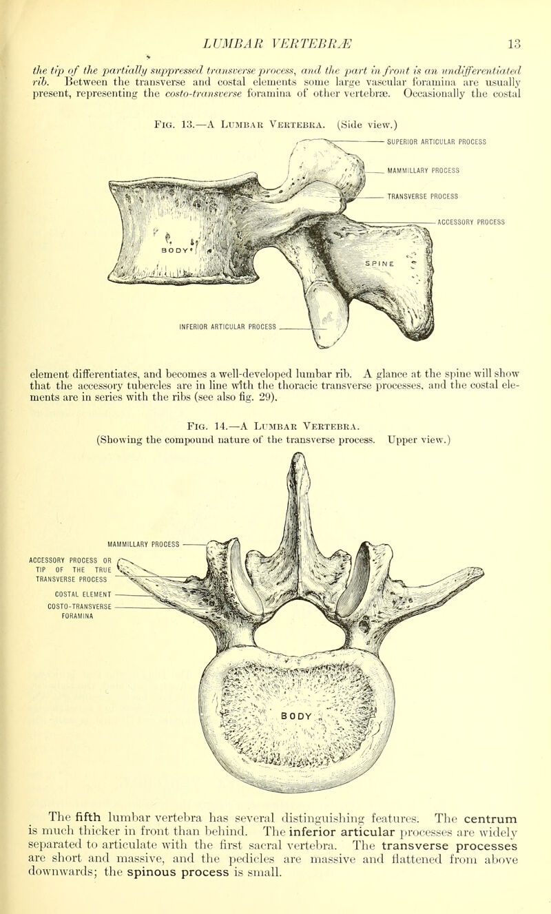 the tip of the partially suppressed transverse process, and the part in front is an undifferentiated rib. Between the transverse and costal elements some large vascular foramina are usually present, representing the costo-transverse foramina of other vertebrae. Occasionally the costal Fig. 13.—A Lumbar Vertebra. (Side view.) element differentiates, and becomes a well-developed lumbar rib. A glance at the spine will show that the accessory tubercles are in line with the thoracic transverse processes, and the costal ele- ments are in series with the ribs (see also fig. 29). Fig. 14.—A Lumbar Vertebra. (Showing the compound nature of the transverse process. Upper view.) The fifth lumbar vertebra has several distinguishing features. The centrum is much thicker in front than behind. The inferior articular processes are widely separated to articulate with the first sacral vertebra, The transverse processes are short and massive, and the pedicles are massive and flattened from above downwards; the spinous process is small.