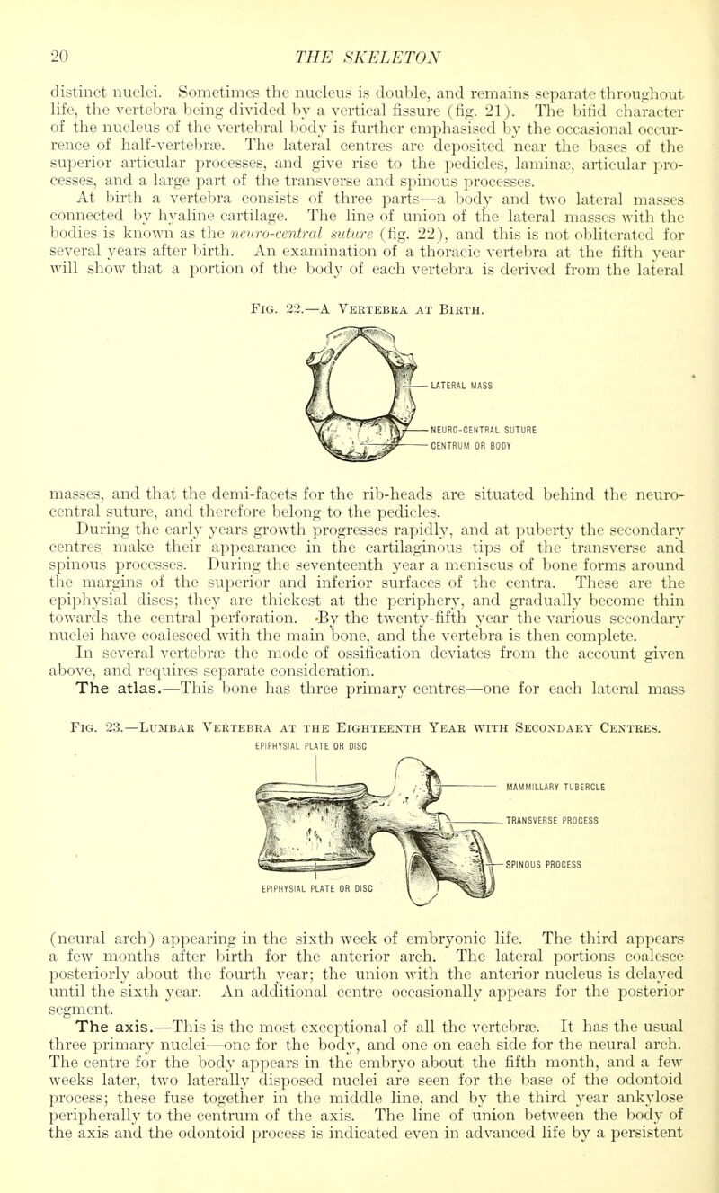 distinct nuclei. Sometimes the nucleus is double, and remains separate throughout life, the vertebra being divided by a vertical fissure (fig. 21). The bifid character of the nucleus of the vertebral body is further emphasised by the occasional occur- rence of half-vertebrae. The lateral centres are deposited near the bases of the superior articular processes, and give rise to the pedicles, laminae, articular pro- cesses, and a large part of the transverse and spinous processes. At birth a vertebra consists of three parts—a body and two lateral masses connected by hyaline cartilage. The line of union of the lateral masses with the bodies is known as the neuro-central suture (fig. 22), and this is not obliterated for several years after birth. An examination of a thoracic vertebra at the fifth year will show that a portion of the body of each vertebra is derived from the lateral Fig. 22.—A Vertebra at Birth. LATERAL MASS NEURO-CENTRAL SUTURE CENTRUM OR BODY masses, and that the demi-facets for the rib-heads are situated behind the neuro- central suture, and therefore belong to the pedicles. During the early years growth progresses rapidly, and at puberty the secondary centres make their appearance in the cartilaginous tips of the transverse and spinous processes. During the seventeenth year a meniscus of bone forms around the margins of the superior and inferior surfaces of the centra. These are the epiphysial discs; they are thickest at the periphery, and gradually become thin towards the central perforation. -By the twenty-fifth year the various secondary nuclei have coalesced with the main bone, and the vertebra is then complete. In several vertebrae the mode of ossification deviates from the account given above, and requires separate consideration. The atlas.—This bone has three primary centres—one for each lateral mass Fig. 23.—Lumbar Vertebra at the Eighteenth Year with Secondary Centres, epiphysial plate or disc mammillary tubercle TRANSVERSE PROCESS SPINOUS PROCESS (neural arch) appearing in the sixth week of embryonic life. The third appears a few months after birth for the anterior arch. The lateral portions coalesce posteriorly about the fourth year; the union with the anterior nucleus is delayed until the sixth year. An additional centre occasionally appears for the posterior segment. The axis.—This is the most exceptional of all the vertebra;. It has the usual three primary nuclei—one for the body, and one on each side for the neural arch. The centre for the body appears in the embryo about the fifth month, and a few- weeks later, two laterally disposed nuclei are seen for the base of the odontoid process; these fuse together in the middle line, and by the third year ankylose peripherally to the centrum of the axis. The line of union between the body of the axis and the odontoid process is indicated even in advanced life by a persistent