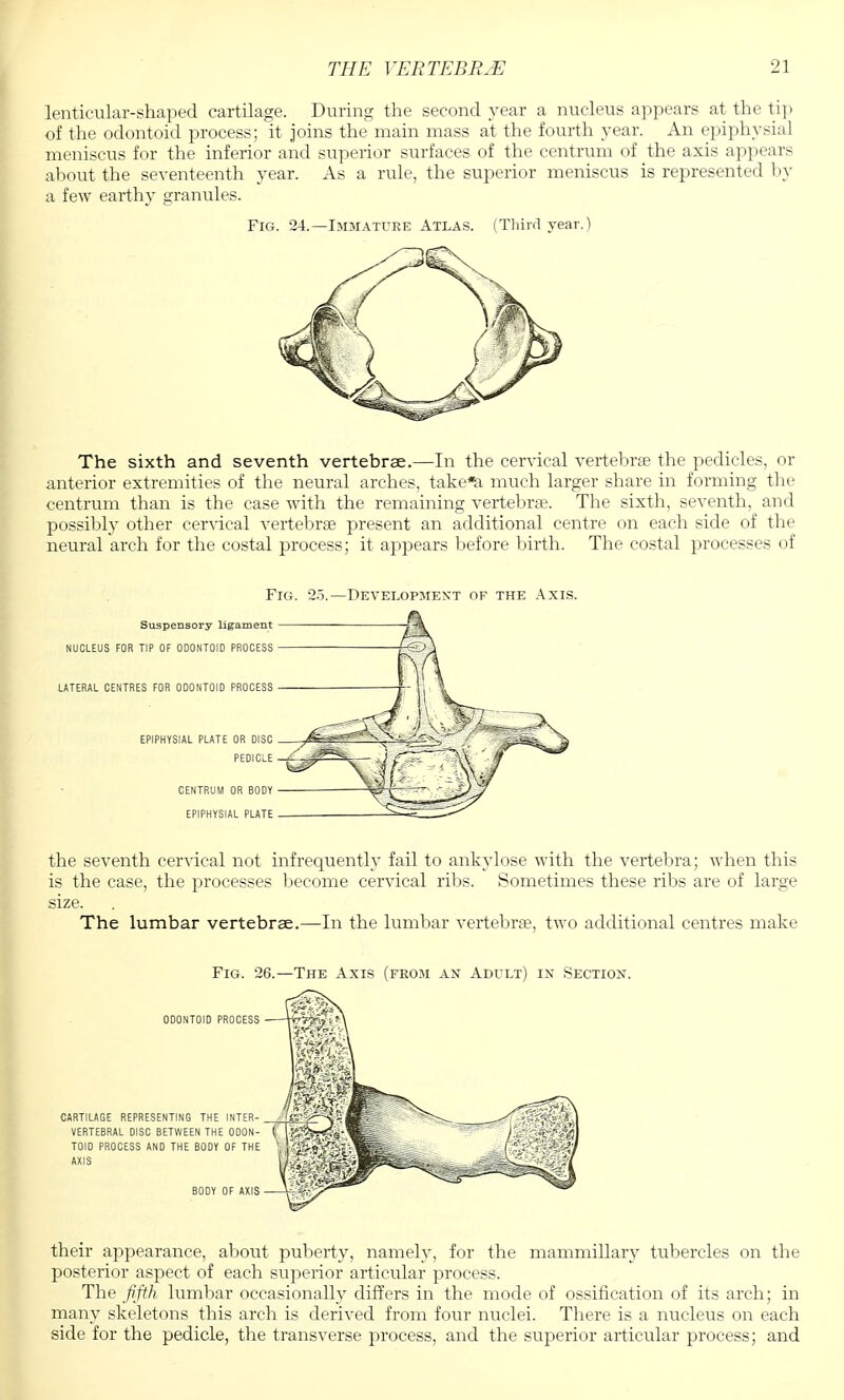 lenticular-shaped cartilage. During the second year a nucleus appears at the tip of the odontoid process; it joins the main mass at the fourth year. An epiphysial meniscus for the inferior and superior surfaces of the centrum of the axis appears about the seventeenth year. As a rule, the superior meniscus is represented by a few earthy granules. Fig. 24.—Immature Atlas. (Third year.) The sixth and seventh vertebrae.—In the cervical vertebrae the pedicles, or anterior extremities of the neural arches, take% much larger share in forming the centrum than is the case with the remaining vertebra?. The sixth, seventh, and possibly other cervical vertebra? present an additional centre on each side of the neural arch for the costal process; it appears before birth. The costal processes of Fig. 25.—Development of the Axis. Suspensory ligament NUCLEUS FOR TIP OF ODONTOID PROCESS LATERAL CENTRES FOR ODONTOID PROCESS EPIPHYSIAL PLATE OR DISC PEDICLE CENTRUM OR BODY EPIPHYSIAL PLATE the seventh cervical not infrequently fail to ankylose with the vertebra; when this is the case, the processes become cervical ribs. Sometimes these ribs are of large size. The lumbar vertebrae.—In the lumbar vertebra?, two additional centres make their appearance, about puberty, namely, for the mammillary tubercles on the posterior aspect of each superior articular process. The fifth lumbar occasionally differs in the mode of ossification of its arch; in many skeletons this arch is derived from four nuclei. There is a nucleus on each side for the pedicle, the transverse process, and the superior articular process; and