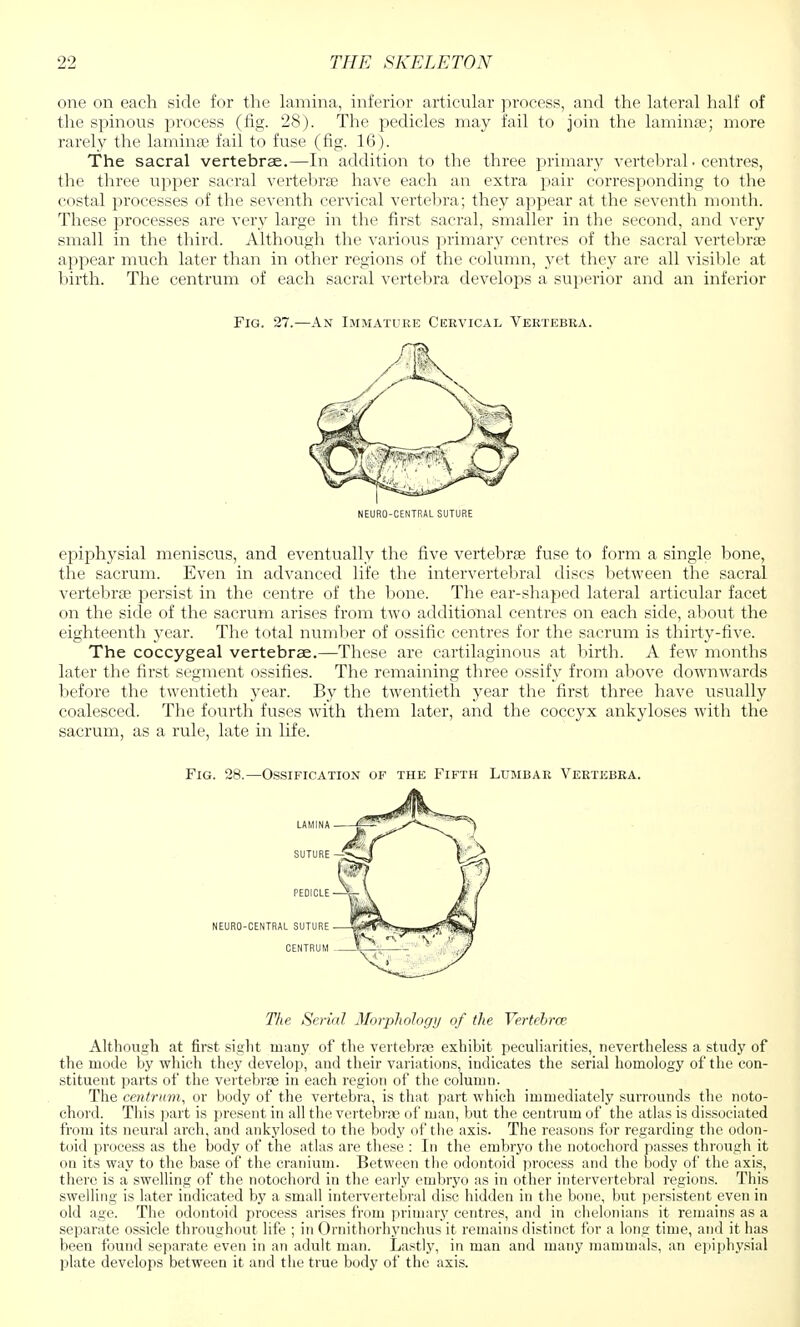 one on each side for the lamina, inferior articular process, and the lateral half of the spinous process (fig. 28). The pedicles may fail to join the laminae; more rarely the lamina? fail to fuse (fig. 16). The sacral vertebrae.—In addition to the three primary vertebral • centres, the three upper sacral vertebra? have each an extra pair corresponding to the costal processes of the seventh cervical vertebra; they appear at the seventh month. These processes are very large in the first sacral, smaller in the second, and very small in the third. Although the various primary centres of the sacral vertebra? appear much later than in other regions of the column, yet they are all visible at birth. The centrum of each sacral vertebra develops a superior and an inferior Fig. 27.—An Immature Cervical Vertebra. NEURO-CENTRAL SUTURE epiphysial meniscus, and eventually the five vertebra; fuse to form a single bone, the sacrum. Even in advanced life the intervertebral discs between the sacral vertebra? persist in the centre of the bone. The ear-shaped lateral articular facet on the side of the sacrum arises from two additional centres on each side, about the eighteenth year. The total number of ossific centres for the sacrum is thirty-five. The coccygeal vertebrae.—These are cartilaginous at birth. A few months later the first segment ossifies. The remaining three ossify from above downwards before the twentieth year. By the twentieth year the first three have usually coalesced. The fourth fuses with them later, and the coccyx ankyloses with the sacrum, as a rule, late in life. Fig. 28.—Ossification of the Fifth Lumbar Vertebra. LAMINA SUTURE PEDICLE NEURO-CENTRAL SUTURE CENTRUM The Serial Morphology of the Vertebrae Although at first sight many of the vertebra? exhibit peculiarities, nevertheless a study of the mode by which they develop, and their variations, indicates the serial homology of the con- stituent parts of the vertebra? in each region of the column. The centrum, or body of the vertebra, is that part which immediately surrounds the noto- chord. This part is present in all the vertebra? of man, but the centrum of the atlas is dissociated from its neural arch, and ankylosed to the body of the axis. The reasons for regarding the odon- toid process as the body of the atlas are these : In the embryo the notochord passes through it on its way to the base of the cranium. Between the odontoid process and the body of the axis, there is a swelling of the notochord in the early embryo as in other intervertebral regions. This swelling is later indicated by a small intervertebral disc hidden in the bone, but persistent even in old age. The odontoid process arises from primary centres, and in chelonians it remains as a separate ossicle throughout life ; in Ornithorhynchus it remains distinct for a long time, and it has been found separate even in an adult man. Lastly, in man and many mammals, an epiphysial plate develops between it and the true body of the axis.