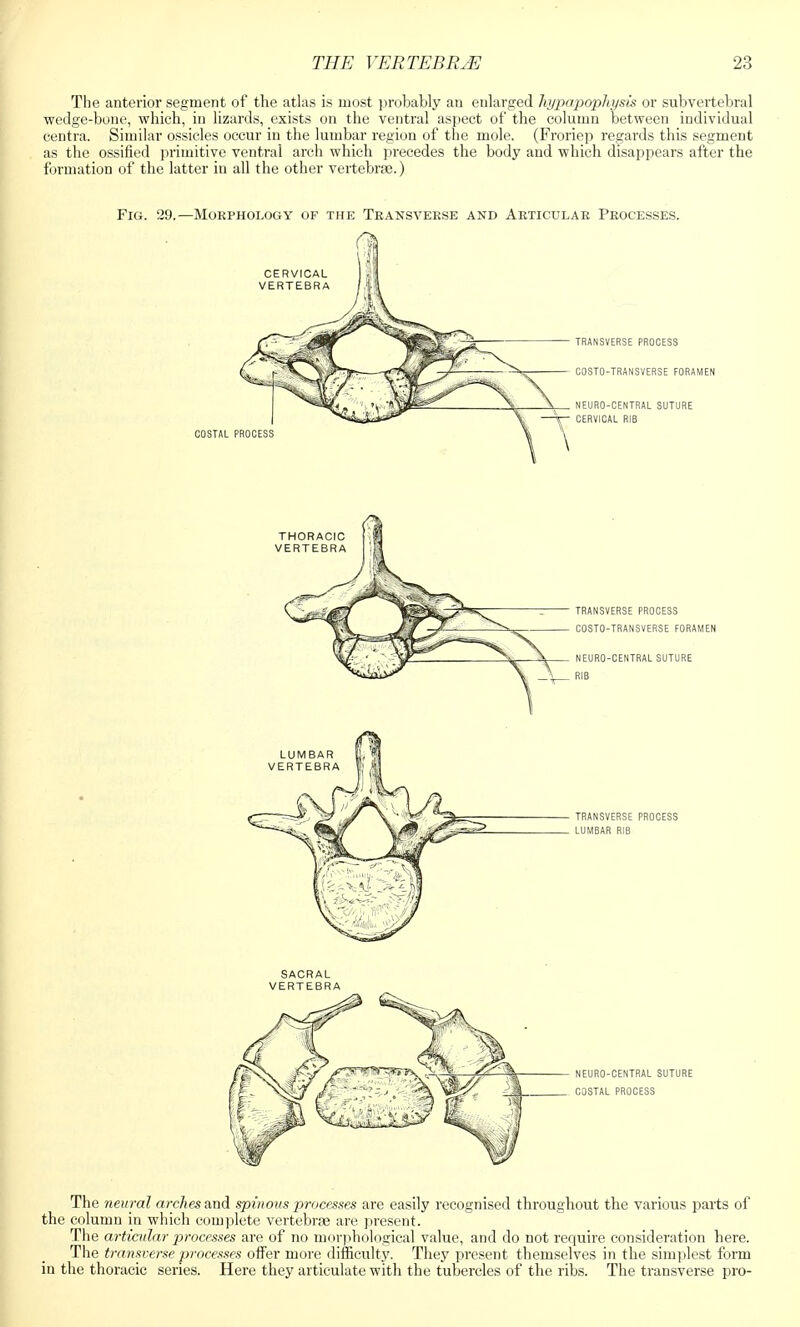 The anterior segment of the atlas is most probably an enlarged hypapophysis or subvertebral wedge-bone, which, in lizards, exists on the ventral aspect of the column between individual centra. Similar ossicles occur in the lumbar region of the mole. (Froriep regards this segment as the ossified primitive ventral arch which precedes the body and which disappears after the formation of the latter in all the other vertebrae.) Fig. 29.—Morphology of the Transverse and Articular Processes. The neural arches and spinous processes are easily recognised throughout the various parts of the column in which complete vertebrae are present. The articular processes are of no morphological value, and do not require consideration here. The transverse processes offer more difficulty. They present themselves in the simplest form in the thoracic series. Here they articulate with the tubercles of the ribs. The transverse pro-