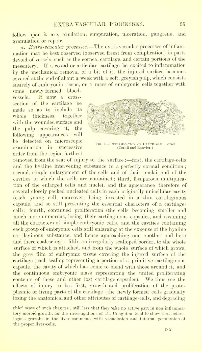 follow upon it are, exudation, suppuration, ulceration, gangrene, and granulation or repair. a. Extra-vascular processes.—The extra-vascular processes of inflam- mation may be best observed (observed freest from complication) in parts devoid of vessels, such as the cornea, cartilage, and certain portions of the mesentery. If a costal or articular cartilage be excited to inflammation by the mechanical removal of a bit of it, the injured surface becomes covered at the end of about a week with a soft, greyish pulp, which consists entirely of embryonic tissue, or a mass of embryonic cells together with some newly formed blood- vessels. If now a cross- ~^.~r:-i~r^,:. order from the region furthest removed from the seat of injury to the sui'face :—first, the cartilage-cells and the hyaline intervening substance in a perfectly normal condition; second, simple enlargement of the cells and of their nuclei, and of the cavities in which the cells are contained ; third, fissiparous multiplica- tion of the enlarged cells and nuclei, and the appearance therefore of several closely packed nucleated cells in each originally unicellular cavity (each young cell, moreover, being invested in a thin cartilaginous capsule, and so still presenting the essential characters of a cartilage- cell) ; fourth, continued proliferation (the cells becoming smaller and much more numerous, losing their cartilaginous capsules, and assuming all the characters of simple embryonic cells, and the cavities containing each group of embryonic cells still enlarging at the expense of the hyaline cartilaginous substance, and hence approaching one another and here and there coalescing) ; fifth, an irregularly scalloped border, to the whole surface of which is attached, and from the whole surface of which grows, the grey film of embryonic tissue covering the injured surface of the cartilage (each scallop representing a portion of a primitive cartilaginous capsule, the cavity of which has come to blend with those around it, and the continuous embryonic mass representing the united proliferating contents of these and other lost cartilage-capsules). We thus see the effects of injury to be: first, growth and proliferation of the proto- plasmic or living parts of the cartilage (the newly formed cells gradually losing the anatomical and other attributes of cartilage-cells, and degrading chief seats of such changes ; still less that fhey t*ake no active part in non-inflamma- tory morbid growth, for the investigations of Dr. Creighton tend to show that hetero- logous growths in the liver commence with vacuolation and internal gemmation of the proper liver-cells. with the wounded surface and the pulp covering it, the following appearances will be detected on microscopic examination in successive Fig. 1.—IXFLAJIMATIOX l,)P Cartilaoe. x250. (Cornil ami Kaiivier.) D 2