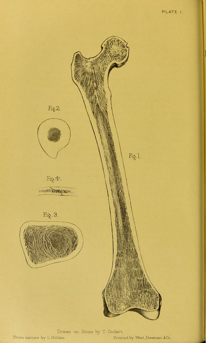 I I PLATE I. Drawl on Stone ty 'T. Godart. From nature by L.Holden. Printed.by West,Newman &,Co.