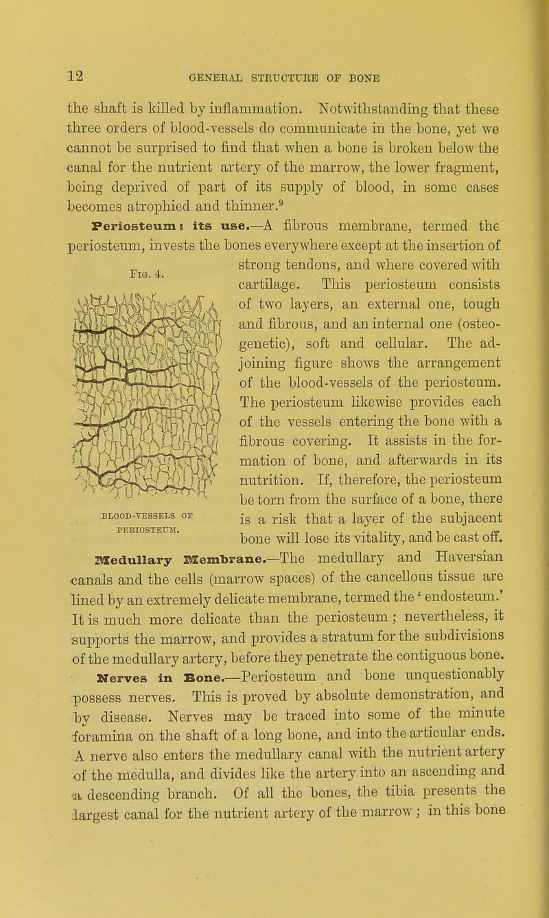 the shaft is killed by inflammation. Notwithstanding that these three orders of blood-vessels do communicate in the bone, yet we cannot be surprised to find that when a bone is broken below the canal for the nutrient artery of the marrow, the lower fragment, bemg deprived of part of its supply of blood, in some cases becomes atrophied and thinner.^ Periosteum: its use.—A fibrous membrane, termed the periosteum, invests the bones everywhere except at the insertion of strong tendons, and where covered with cartilage. This periosteum consists of two layers, an external one, tough and fibrous, and an internal one (osteo- genetic), soft and cellular. The ad- joining figure shows the arrangement of the blood-vessels of the periosteum. The periosteum likewise provides each of the vessels entering the bone with a fibrous covering. It assists in the for- mation of bone, and afterwards in its nutrition. If, therefore, the periosteum be torn from the surface of a bone, there is a risk that a layer of the subjacent bone will lose its vitality, and be cast off. Ztledullary laembrane.—The medullary and Haversian canals and the cells (marrow spaces) of the cancellous tissue are lined by an extremely delicate membrane, termed the ' endosteum.' It is much more delicate than the periosteum; nevertheless, it supports the marrow, and provides a stratum for the subdivisions of the medullary artery, before they penetrate the contiguous bone. Nerves in Bone.—Periosteum and bone unquestionably possess nerves. This is proved by absolute demonstration, and b)y disease. Nerves may be traced into some of the minute foramina on the shaft of a long bone, and into the articular ends. A nerve also enters the medullary canal with the nutrient artery of the medulla, and divides like the artery into an ascending and -a descending branch. Of all the bones, the tibia presents the largest canal for the nutrient artery of the marrow ; in this bone