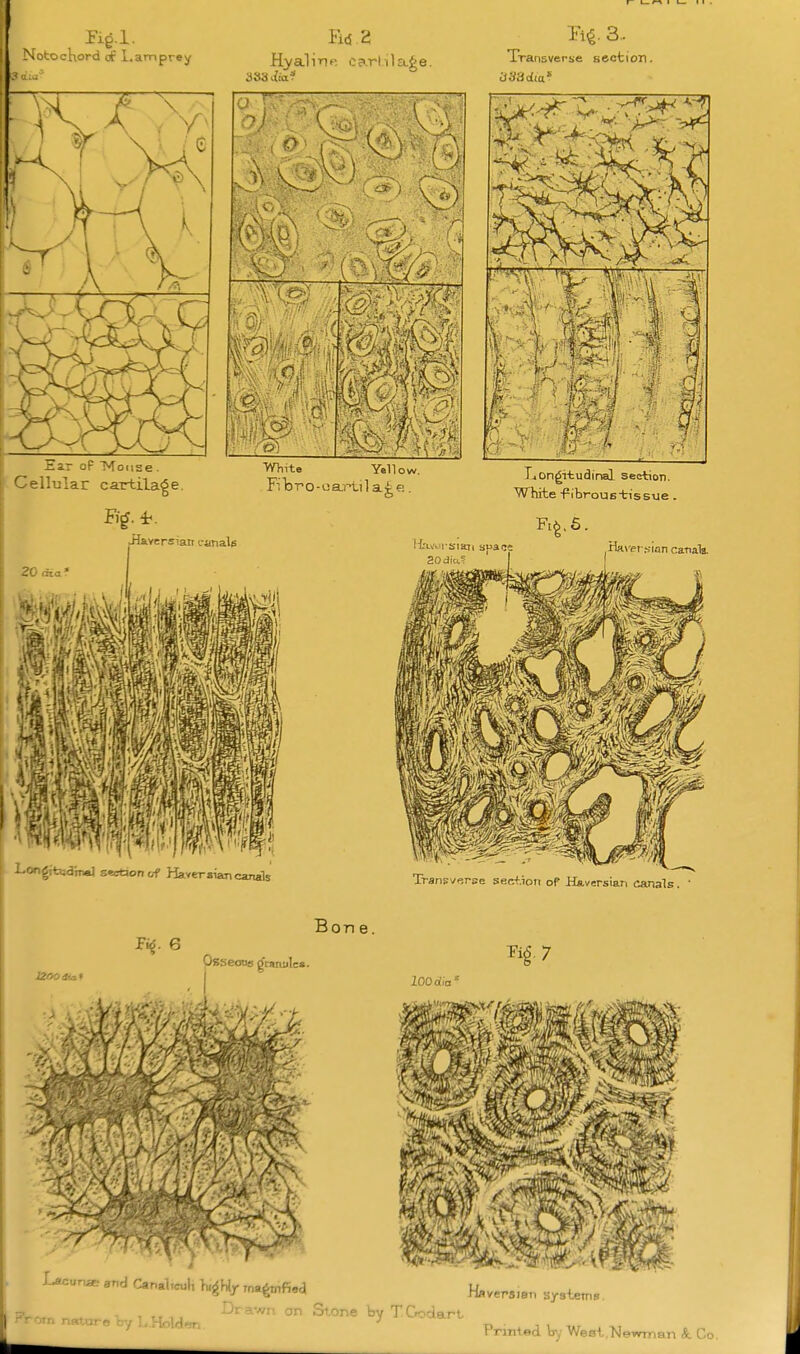 Notochord of l.amprey HysiWrtK cartilage. 383 Aa? B^. 3.. Transverse section. .1 Ear oP T^oiise . Cellular cartilage. White mm 1# It ''I 'm w^''W\-i^'^% 'M d5 Yellc versian i-analg IjOngitudinal section. White -fibrous-tissue . liivorsiani spaci .Haver.s-ian canali -igitajdmal section c/f Haversiancanals Transverse section of Haversian canals. Bone. Osseoos gcaiuilc^ loo ode I Lactir,^ and Canal.cuh }ug% ma^mfied ?--,Tn .-,.n.„ ^.. ' TT, r., . ^av.n an St.one by TGodart HRversian systems Printed \ry West.Newman Co.