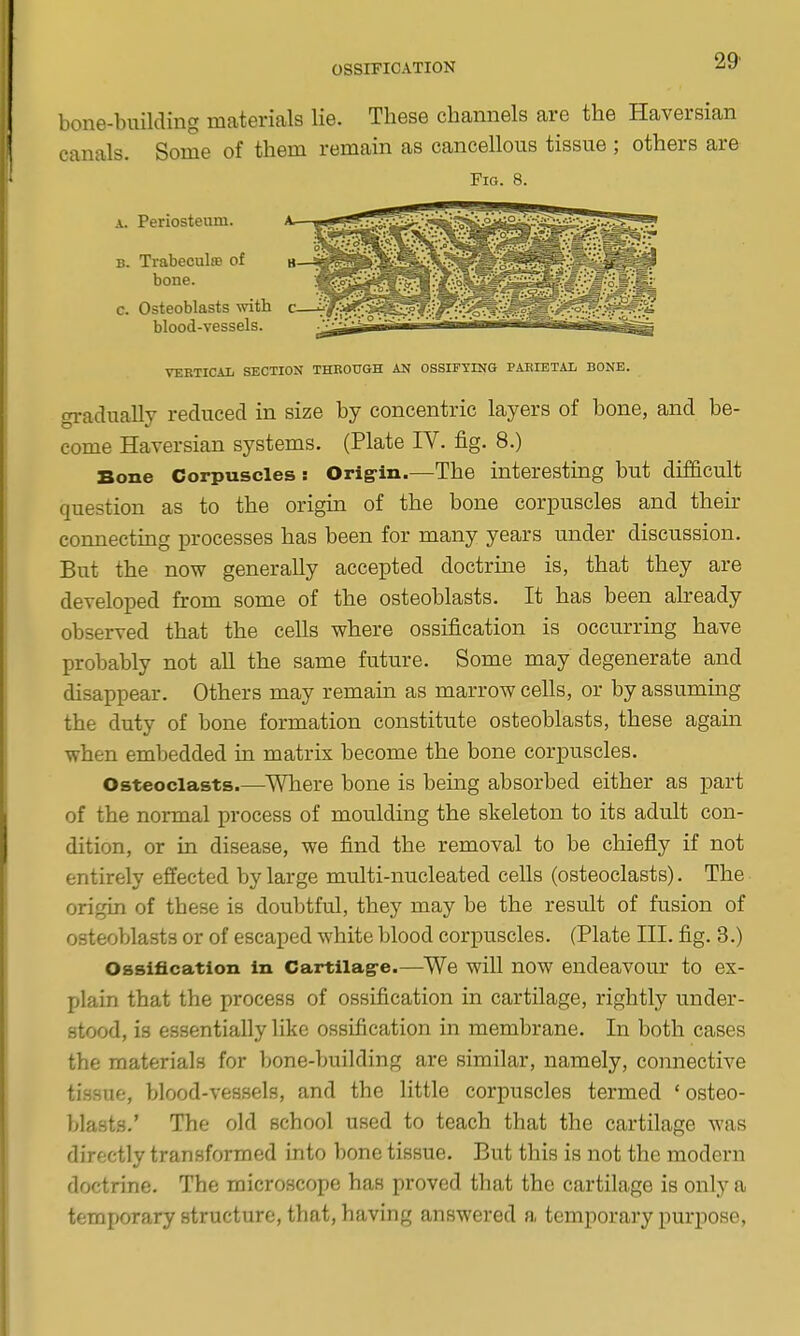 29- bone-building materials lie. These channels are the Haversian canals. Some of them remain as cancellous tissue ; others are Fig. 8. C. 0; VERTICAL SECTION THROUGH AN OSSIFYING PARIETAL BONE. gradually reduced in size by concentric layers of bone, and be- come Haversian systems. (Plate IV. fig. 8.) Bone Corpuscles : Orig-in.—The interesting but difficult question as to the origin of the bone corpuscles and their connectmg processes has been for many years under discussion. But the now generally accepted doctrme is, that they are developed from some of the osteoblasts. It has been already observed that the cells where ossification is occurring have probably not all the same future. Some may degenerate and disappear. Others may remain as marrow cells, or by assuming the duty of bone formation constitute osteoblasts, these agam when embedded in matrix become the bone corpuscles. Osteoclasts.—Where bone is being absorbed either as part of the normal process of moiilding the skeleton to its adult con- dition, or in disease, we find the removal to be chiefly if not entirely effected by large multi-nucleated cells (osteoclasts). The origin of these is doubtful, they may be the result of fusion of osteoblasts or of escaped white blood corpuscles. (Plate III. fig. 3.) Ossification in Cartilag-e.—We will now endeavour to ex- plain that the process of ossification in cartilage, rightly under- stood, is essentially like ossification in membrane. In both cases the materials for bone-building are similar, namely, connective tissue, blood-vessels, and the little corpuscles termed 'osteo- blasts.' The old school used to teach that the cartilage was directly transformed into bone tissue. But this is not the modern doctrine. The microscope has proved that the cartilage is only a temporary structure, that, having answered a temporary purpose.