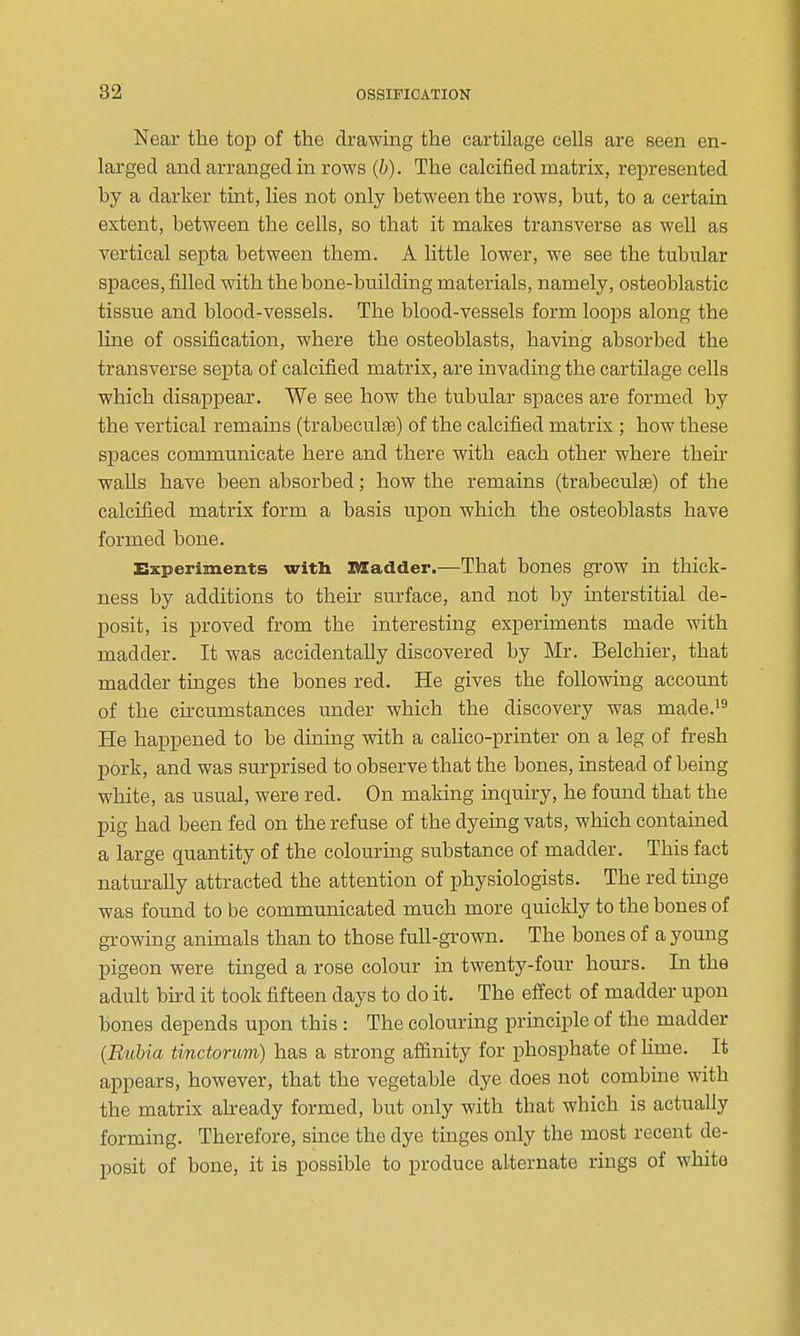 Near the top of the drawing the cartilage cells are seen en- larged and arranged in rows (b). The calcified matrix, represented by a darker tint, lies not only between the rows, but, to a certain extent, between the cells, so that it makes transverse as well as vertical septa between them. A little lower, we see the tubular spaces, filled with the bone-building materials, namely, osteoblastic tissue and blood-vessels. The blood-vessels form loops along the line of ossification, where the osteoblasts, having absorbed the transverse septa of calcified matrix, are invading the cartilage cells which disappear. We see how the tubular spaces are formed by the vertical remains (trabeculse) of the calcified matrix ; how these spaces communicate here and there with each other where their walls have been absorbed; how the remains (trabeculae) of the calcified matrix form a basis upon which the osteoblasts have formed bone. Experiments with Ittadder.—That bones grow in thick- ness by additions to their surface, and not by interstitial de- posit, is proved from the interesting experiments made with madder. It was accidentally discovered by Mr. Belchier, that madder tinges the bones red. He gives the following account of the circumstances mader which the discovery was made.^^ He happened to be dining with a calico-printer on a leg of fresh pork, and was surprised to observe that the bones, instead of being white, as usual, were red. On making inquiry, he found that the pig had been fed on the refuse of the dyeing vats, which contained a large quantity of the colouring substance of madder. This fact naturally attracted the attention of physiologists. The red tinge was found to be communicated much more quickly to the bones of growing animals than to those full-grown. The bones of a young pigeon were tinged a rose colour in twenty-four hom-s. In the adult bird it took fifteen days to do it. The effect of madder upon bones depends upon this : The colouring principle of the madder {Rubia tinctorum) has a strong affinity for phosphate of lime. It appears, however, that the vegetable dye does not combme with the matrix already formed, but only with that which is actually forming. Therefore, smce the dye tinges only the most recent de- posit of bone, it is possible to produce alternate rings of white