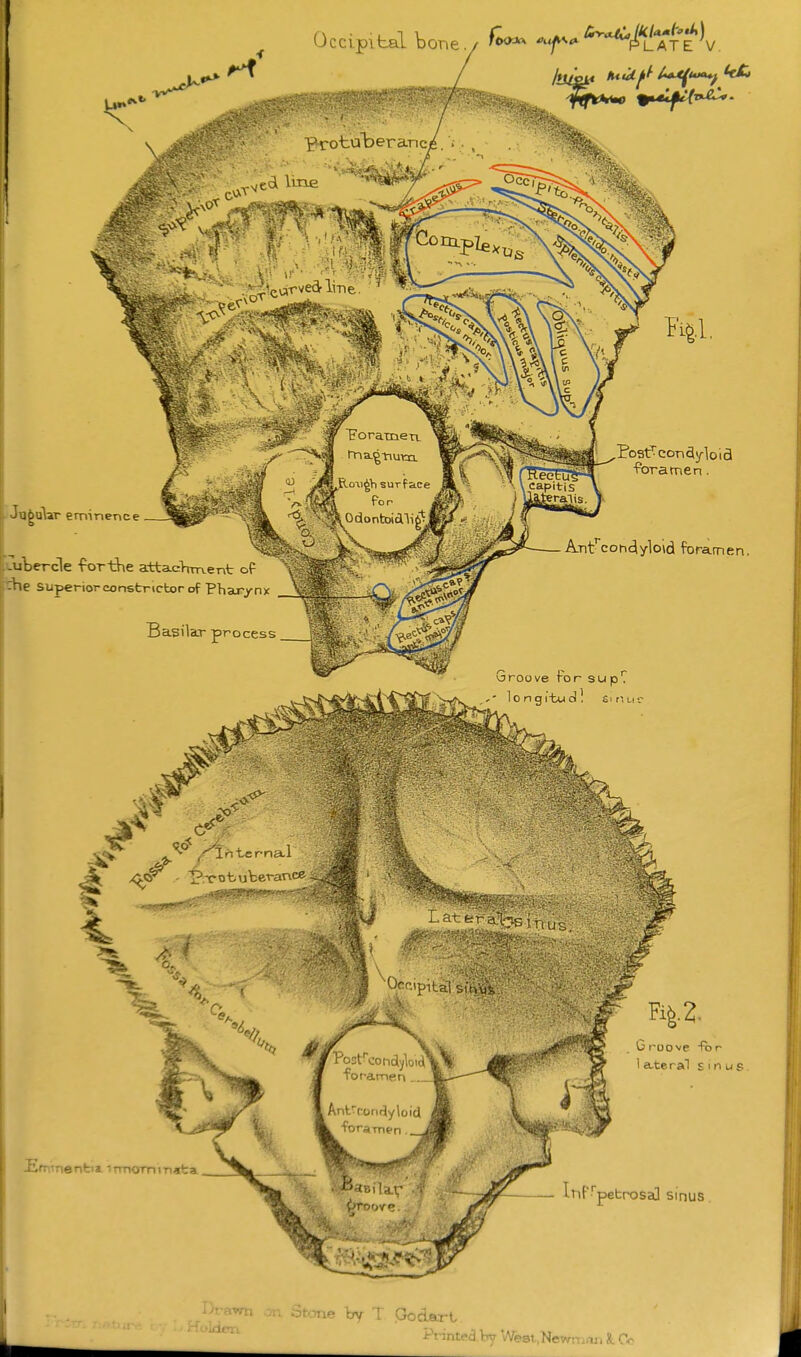 Occipital bor>e./ 'f^-^*^f^LAfE \ ■protuT^eranc fcl line '  ar eminence Lubercle forthe a±ta.c>iment of the superior constrictor of Pharyn Basilar process ■Foramen. Ant'^cohdiyloid foramen. Groove for sup7 ' longcbtid! Siriur /titternal 4 ■'as Occipital si>ws. H2. Groove For 1 a-teral s ' n u s . Ermnentia. irmoTninata ^petrosal sinus i^rawn or. ^tme by t Godart. Pt^■ntpa W West ,Newn:/ii, !l Co