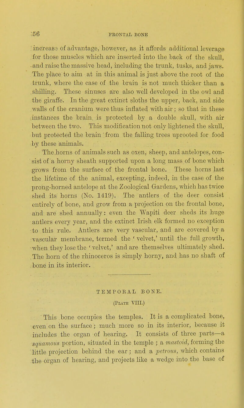 increass of advantage, however, as it affords additional leverage for those muscles which are inserted into the back of the skull, -and raise the massive head, including the trunk, tusks, and jaws. The place to aim at in this animal is just above the root of the trunk, where the ease of the brain is not much thicker than a shilling. These sinuses are also weU developed in the owl and the giraffe. In the great extinct sloths the upjper, back, and side walls of the cranium were thus inflated with air ; so that in these .instances the brain, is protected by a double skull, with air between the two. This modification not only lightened the skull, but protected the brain'from the falling trees uprooted for food by these animals. The,horns of animals such as oxen, sheep, and antelopes, con- sist of a horny sheath supported upon a long mass of bone which grows from the surface of the frontal bone. These horns last the lifetime of the animal, excepting, indeed, in the case of the prong-horned antelope at the Zoological Gardens, which has twice shed its horns (No. 1419). The antlers of the deer consist entirely of bone, and grow from a x^rojection on the frontal bone, and are shed annually: even the Wapiti deer sheds its huge antlers every year, and the extinct Irish elk formed no exception to this rule. Antlers are very vascular, and are covered by a vascular membrane, termed the ' velvet,' mitil the full growth, ■when they lose the ' velvet,' and are themselves ultimately shed. The horn of the rhinoceros is simply horny, and has no shaft of bone in its interior. TEMPOEAL BONE. (Plate VIII.) ■ This bone occupies the temples. It is a complicated bone, even on the surface; much more so in its interior, because it includes the organ of hearing. It consists of three parts—a squamous portion, situated in the temple ; a mastoid, forming the little projection behmd the ear; and a jyctrous, which contains the organ of hearing, and projects like a wedge uato the base of