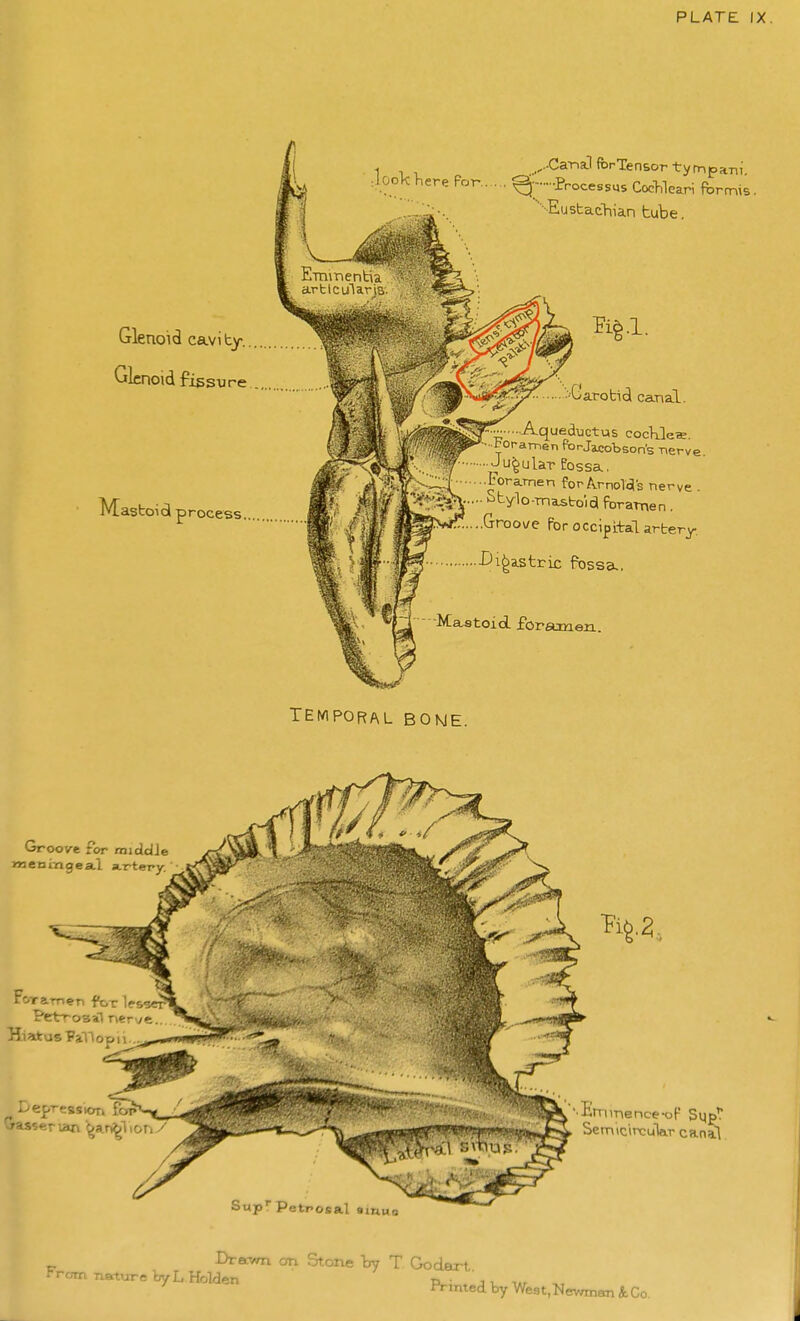 PLATE IX Glenoid cavity. Glenoid fissure Masboiol process ,...Ca-na.l fbrTensor tympa-ni. d'.'fr-ocessys CocWeari ft)rm\s. ■•■■Eusbachian tube. ■•■Ga.robicl canal. I Aqueductus cocKleffi. ■•• toramen PorJacobson's nerve. Jugular Possa. Foramen forA.rnoTols nerve . • Stylomastoid foramen. Qroos/e Por occipital arbery. ■Digastric fossa-, Mastoid foram en. TEMPORAL BOKIE. Groove for middJe meumgea.! aurtery. FoTamen for Ifsger Petrosal nervft. HiistasFanop DepreasMDrn fop , HZ. Emmence-oF Syp'^ Sem\circuW cana\ Sup* Petfoeal aiRM Drown on Stone T Godart Printed by West, Newman &.Co.