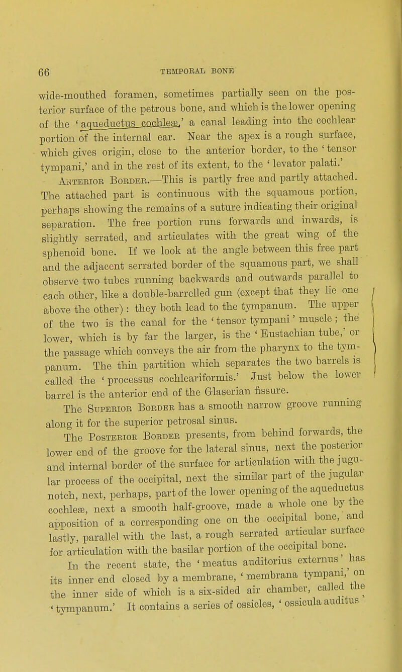 wide-mouthed foramen, sometimes partially seen on the pos- terior surface of the petrous bone, and which is the lower opening of the ' aqueductus_£QeIile|B,' a canal leading into the cochlear portion of the mternal ear. Near the apex is a rough s.urface, which gives origin, close to the anterior border, to the ' tensor tympani,' and in the rest of its extent, to the ' levator palati.' ANTERIOR Border.—This is partly free and partly attached. The attached part is continuous with the squamous portion, perhaps showing the remains of a suture indicating their original separation. The free portion runs forwards and inwards, is slightly serrated, and articulates with the great wing of the sphenoid bone. If we look at the angle between this free part and the adjacent serrated border of the squamous part, we shall observe two tubes running backwards and outwards parallel to each other, Uke a double-barrelled gun (except that they he one above the other) : they both lead to the tympanum. The upper of the two is the canal for the ' tensor tympani' muscle; the lower, which is by far the larger, is the ' Eustachian tube,' or the passage which conveys the air from the pharynx to the tym- panum. The thin partition which separates the two barrels is called the 'processus cochleariformis.' Just below the lower barrel is the anterior end of the Glaserian fissure. The Superior Border has a smooth narrow groove runnmg along it for the superior petrosal sinus. The Posterior Border presents, from behind forwards, the lower end of the groove for the lateral sinus, next the posterior and internal border of the surface for articulation with the jugu- lar process of the occipital, next the similar part of the jugular notch, next, perhaps, part of the lower opening of the aqueductus cochleae, next a smooth half-groove, made a whole one by the apposition of a corresponding one on the occipital bone, and lastly, parallel with the last, a rough serrated articular surface for articulation with the basilar portion of the occipital bone. In the recent state, the 'meatus auditorius externus _ has its inner end closed by a membrane, ' membrana tympam, on the inner side of which is a six-sided air chamber, called tlie ' tympanum.' It contains a series of ossicles, ' ossicula auditus
