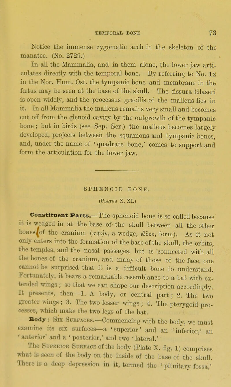 Notice the immense zygomatic arch in the skeleton of the manatee. (No. 2729.) In all the Mammalia, and in them alone, the lower jaw arti- culates directly with the temporal bone. By referring to No. 12 in the Nor. Hum. Ost. the tympanic bone and membrane in the foetus may be seen at the base of the skull. The fissura Glaseri is open widely, and the processus gracilis of the malleus Hes in it. In aU Mammalia the malleus remains very small and becomes cut off from the glenoid cavity by the outgrowth of the tympanic bone; but in burds (see Sep. Ser.) the malleus becomes largely developed, projects between the squamous and tympanic bones, and, under the name of ' quadrate bone,' comes to support and form the articulation for the lower jaw. SPHENOID BONE. (Plates X. XI.) Constituent Parts.—The sphenoid bone is so called because it is wedged m at the base of the skull between all the other bones^of the cranium (o-^??!/, a wedge, slSos, form). As it not only enters into the formation of the base of the skull, the orbits, the temples, and the nasal passages, but is connected with aU the bones of the cranium, and many of those of the face, one cannot be surprised that it is a difficult bone to understand. Fortunately, it bears a remarkable resemblance to a bat with ex- tended wings; so that we can shape our description accordmgly. It presents, then—1. A body, or central part; 2. The two greater wings; 3. The two lesser wings ; 4. The pterygoid pro- cesses, which make the two legs of the bat. Body: Six Surfaces.—Commencing with the body, we must examine its six surfaces—a 'superior' and an 'inferior,' an ' anterior' and a ' posterior,' and two ' lateral.' The Superior Surface of the body (Plate X. fig. 1) comprises what is seen of the body on the inside of the base of the skull. There is a deep depression in it, termed the ' pituitary fossa,'