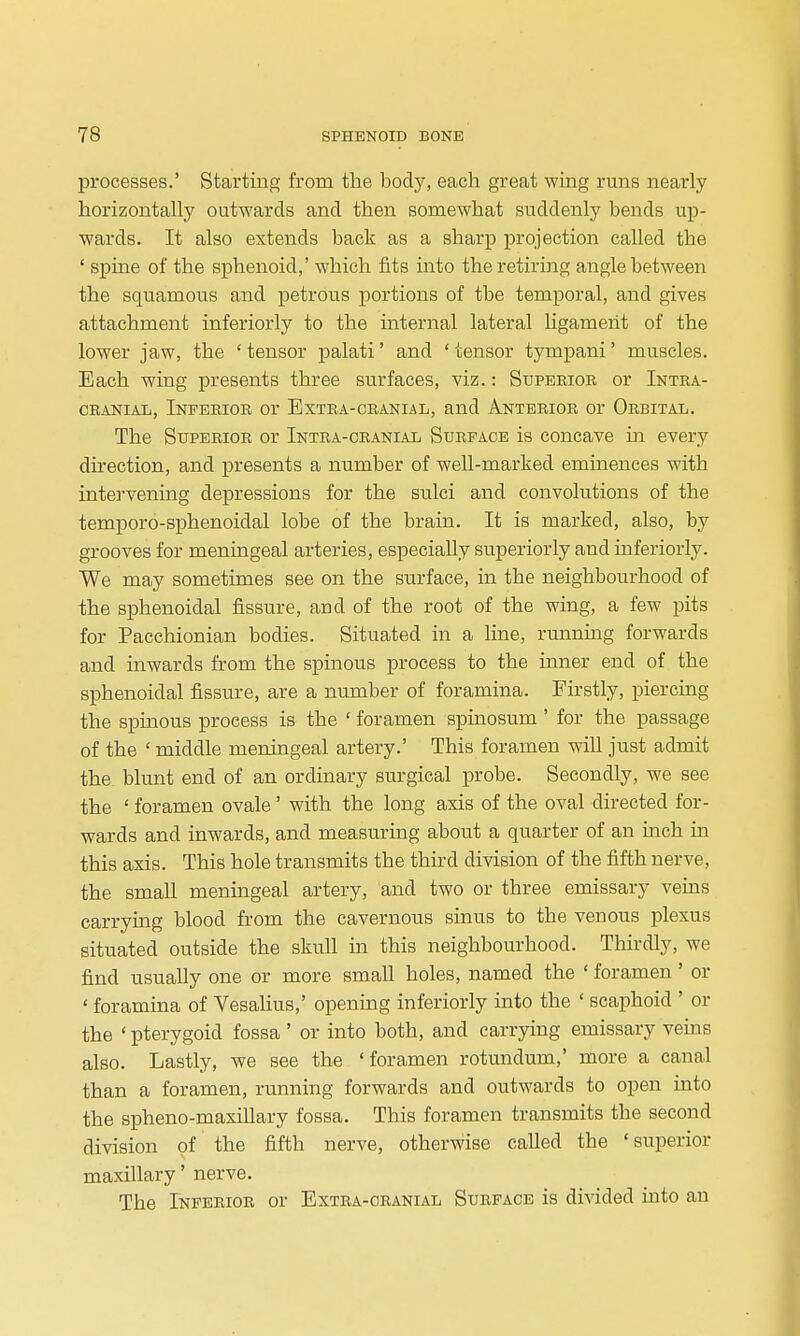 processes.' Starting from the body, each great wing runs nearly horizontally outwards and then somewhat suddenly bends up- wards. It also extends back as a sharp projection called the ' spme of the sphenoid,' which fits into the retiring angle between the squamous and petrous portions of tbe temporal, and gives attachment inferiorly to the internal lateral Hgamerit of the lower jaw, the ' tensor palati' and ' tensor tympani' muscles. Each wing presents three surfaces, viz.: Superior or Intra- CRANiAii, Inferior or Extra-cranial, and Anterior or Orbital. The Superior or Intra-cranial Surface is concave in every direction, and presents a number of well-marked eminences with intei'vening depressions for the sulci and convolutions of the temporo-sphenoidal lobe of the brain. It is marked, also, by grooves for meningeal arteries, especially superiorly and inferior^. We may sometimes see on the surface, in the neighbourhood of the sphenoidal fissure, and of the root of the wing, a few pits for Pacchionian bodies. Situated in a line, runnuag forwards and inwards from the spinous process to the mner end of the sphenoidal fissure, are a number of foramina. Firstly, piercing the spinous process is the ' foramen spinosum' for the passage of the ' middle meningeal artery.' This foramen will just admit the blunt end of an ordinary surgical probe. Secondly, we see the ' foramen ovale' with the long axis of the oval directed for- wards and inwards, and measuring about a quarter of an inch hi this axis. This hole transmits the third division of the fifth nerve, the small meningeal artery, and two or three emissary veins carrying blood from the cavernous sinus to the venous plexus situated outside the skull m this neighbourhood. Thirdly, we find usually one or more small holes, named the ' foramen' or ' foramina of Vesalius,' opening inferiorly into the ' scaphoid ' or the ' pterygoid fossa ' or into both, and carrying emissary vems also. Lastly, we see the 'foramen rotundum,' more a canal than a foramen, running forwards and outwards to open into the spheno-maxillary fossa. This foramen transmits the second division of the fifth nerve, otherwise called the 'superior maxillary' nerve. The Inferior or Extra-oranial Surface is divided into an