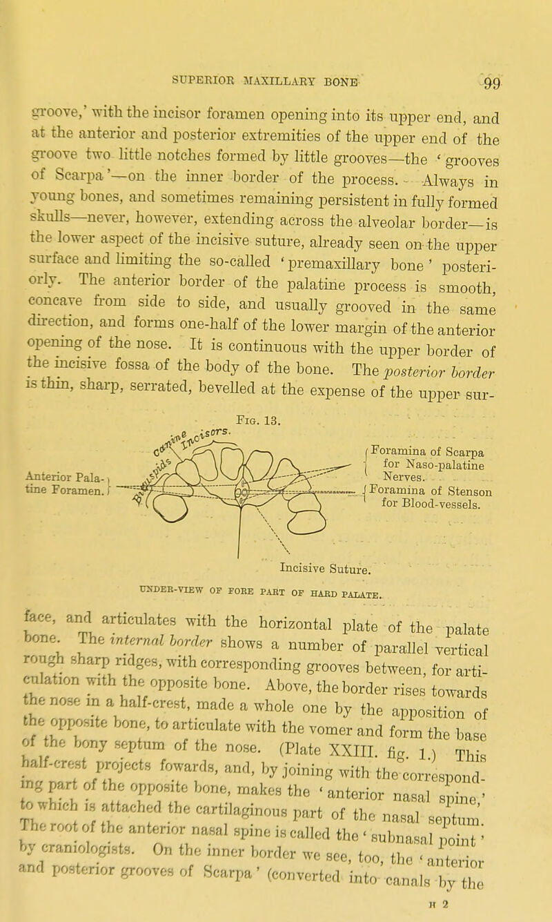 groove,' with the incisor foramen opening into its upper end, and at the anterior and posterior extremities of the upper end of the groove two little notches formed by little grooves—the ' grooves of Scarpa '—on the inner border of the process. - Always in young bones, and sometimes remaining persistent in fully formed skulls—never, however, extending across the alveolar border—is the lower aspect of the incisive suture, already seen on the upper surface and hmitmg the so-called ' premaxiUary bone ' posteri- orly. The anterior border of the palatine process is smooth concave fi-om side to side, and usually grooved in the same direction, and forms one-half of the lower margin of the anterior openmg of the nose. It is continuous with the upper border of the mcisive fossa of the body of the bone. The posterior border isthm, sharp, serrated, bevelled at the expense of the upper sur- Fig. 13. Anterior Pala-1 tine Foramen, i I Foramina of Scarpa j for Naso-palatine Nerves. (Foramina of Stenson for Blood-vessels. Incisive Suture. CNDEE-VIEW OF FORE PABT OF HABD PALATE. face, and articulates with the horizontal plate of the palate bone The internal bonier shows a number of parallel vertical rough sharp ridges, with corresponding grooves between, for arti- culation with the opposite bone. Above, the border rises to^vards he nose m a half-crest, made a whole one by the apposition of the opposite bone, to articulate with the vomer and form the base of the bony septum of the nose. (Plate XXIII. fig l ) This half-crest projects fowards, and, by joining with thexon- spond- ing part of the opposite bone, makes the ' anterior nasal spine ' to whic 1.S attached the cartilaginous part of the nasal s^' The root of the anterior nasal spine is called the ' subnasal 10^' by craniologi-sts. On the inner border we see. too h  rel and posterior grooves of Scarpa' (converted into canals Vthe ir 2